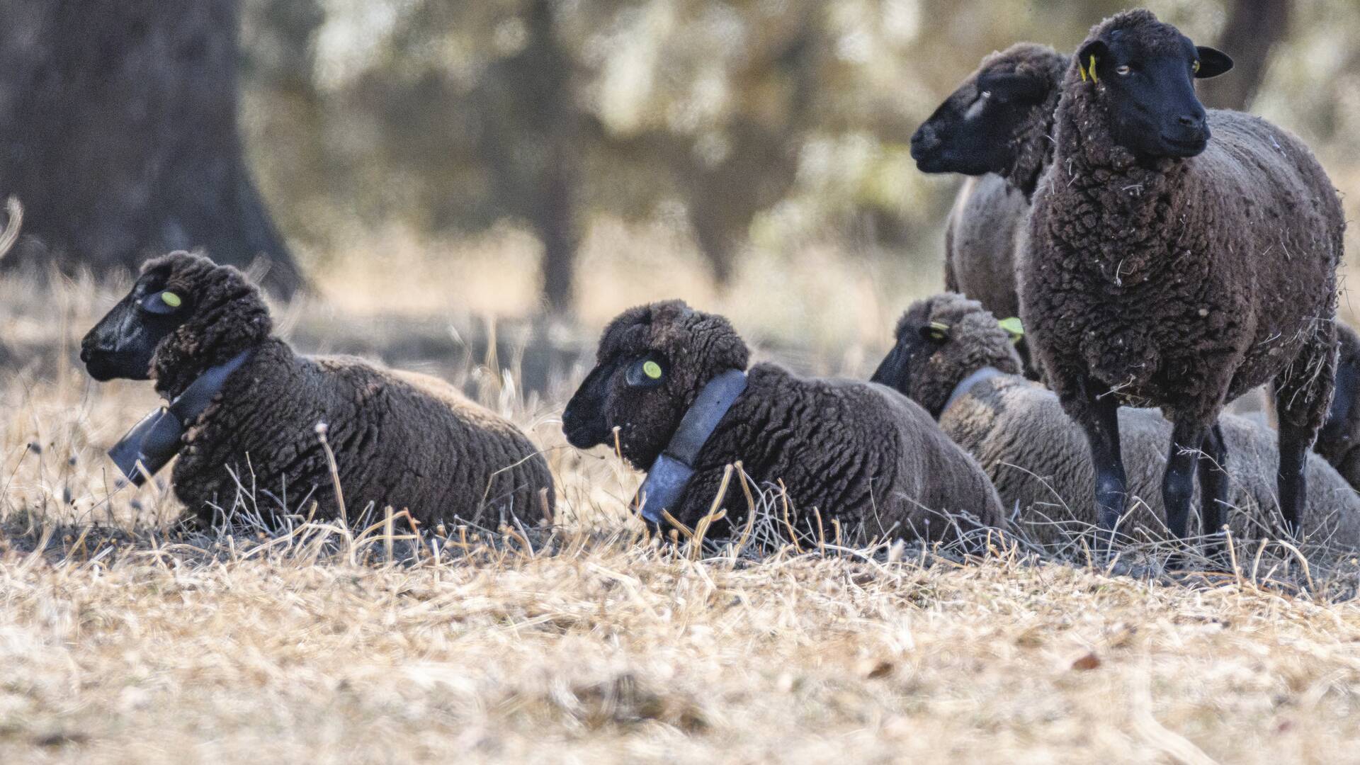 Redileo: Conservación en Monfragüe