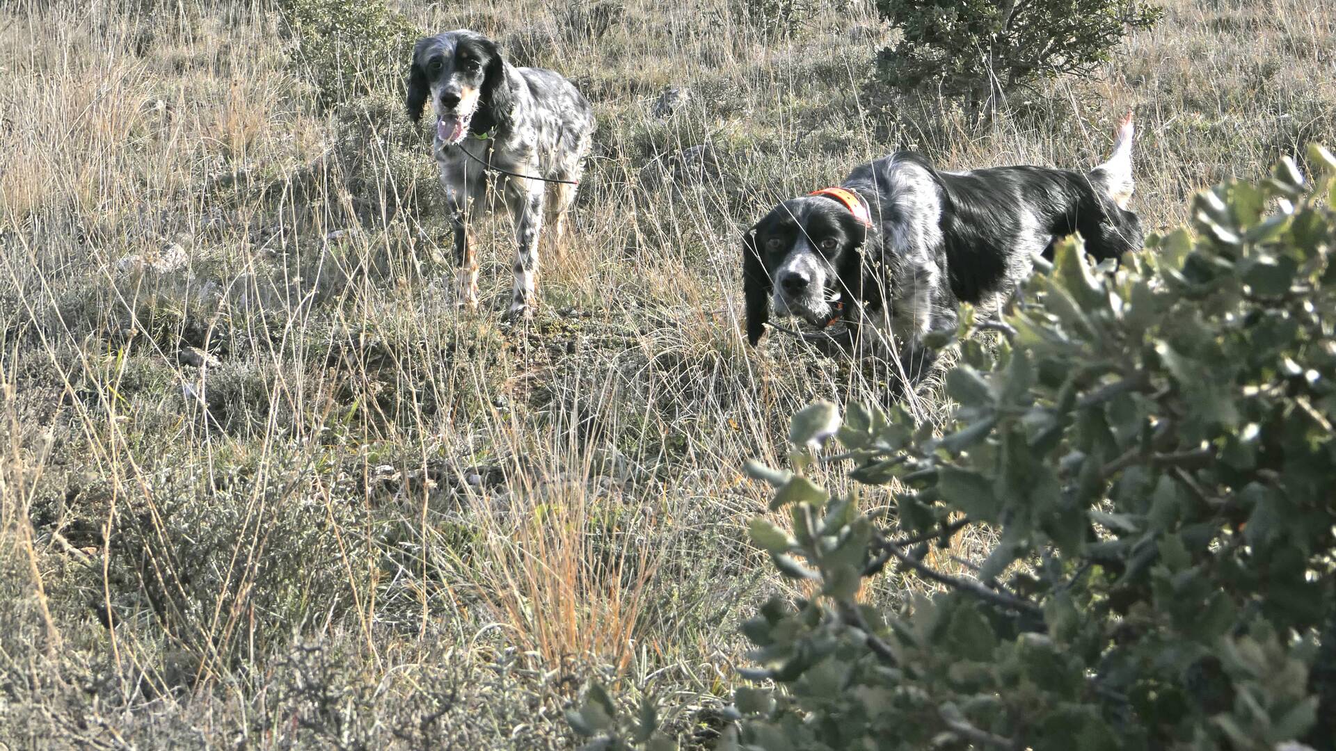 La caza con Karla (T2): Perdices