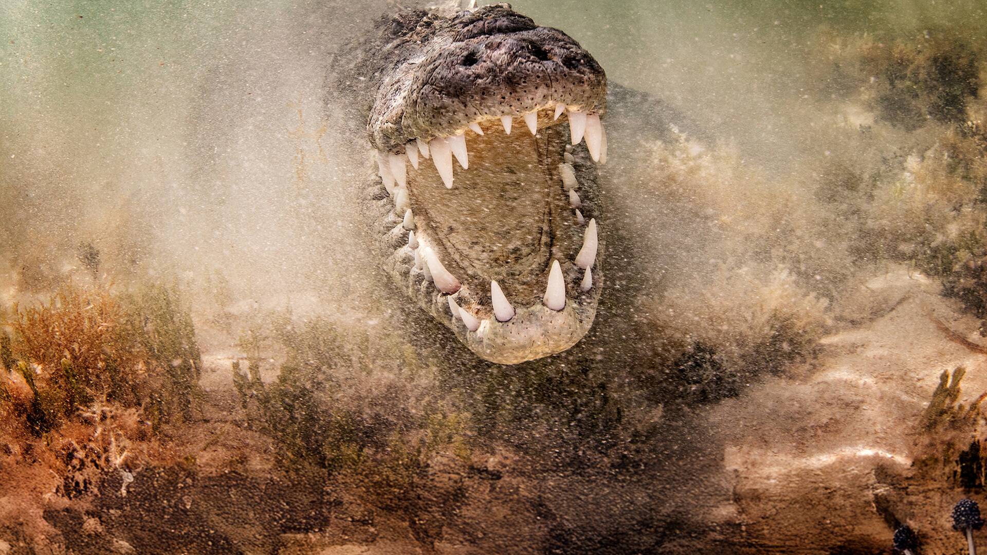 El oro de los...: El cocodrilo