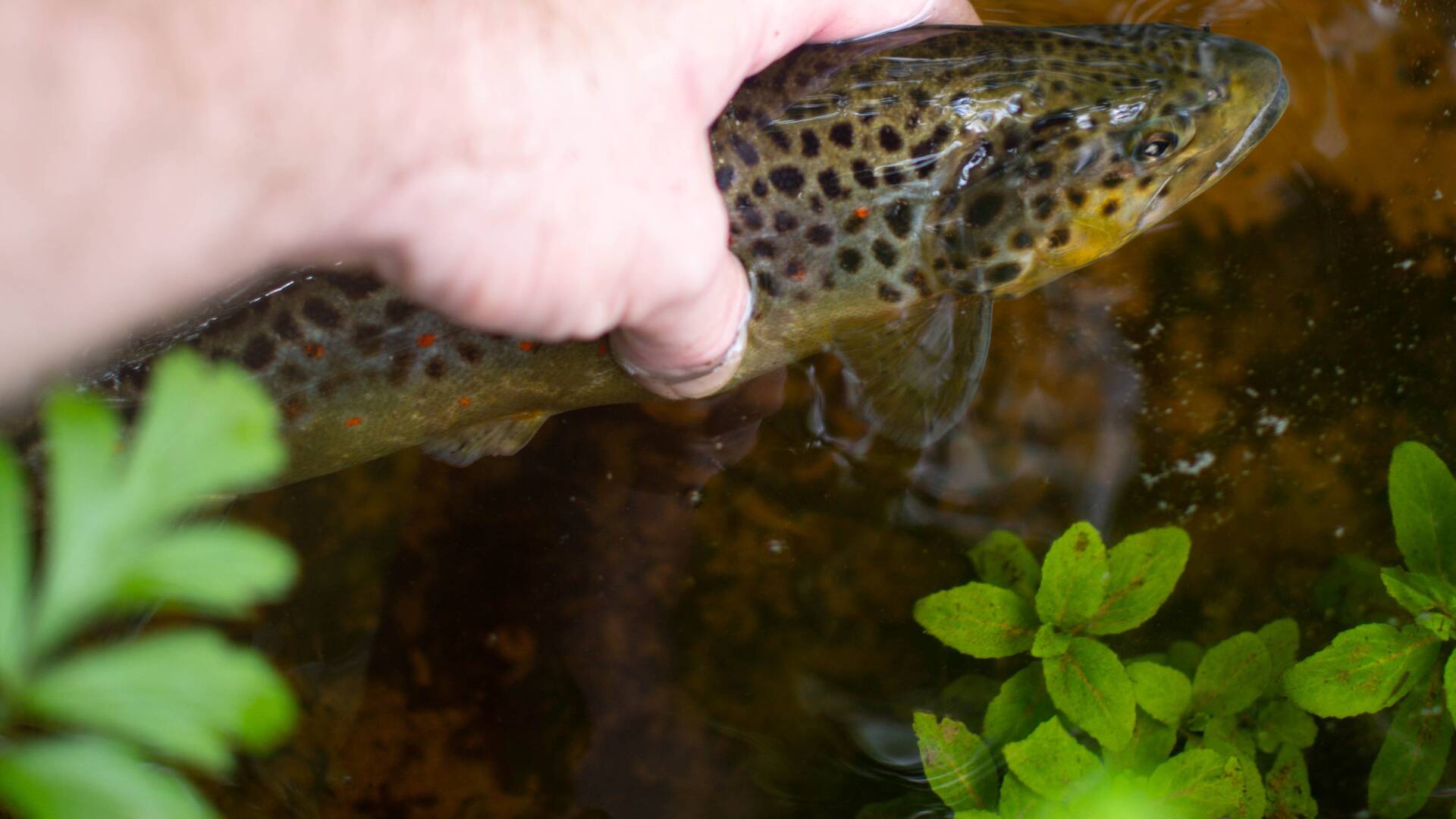 Truchas en el paraíso zamorano
