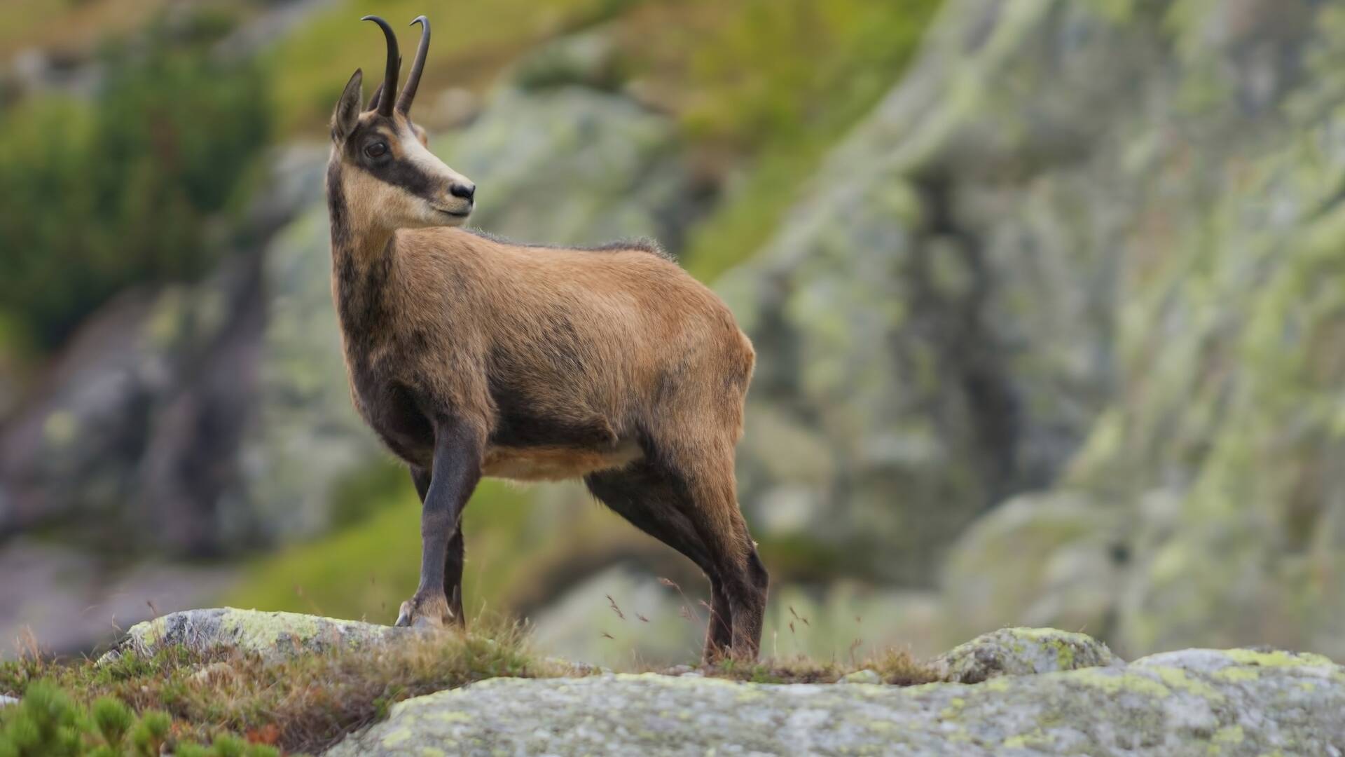 Rebecos del Cadí-Moixeró