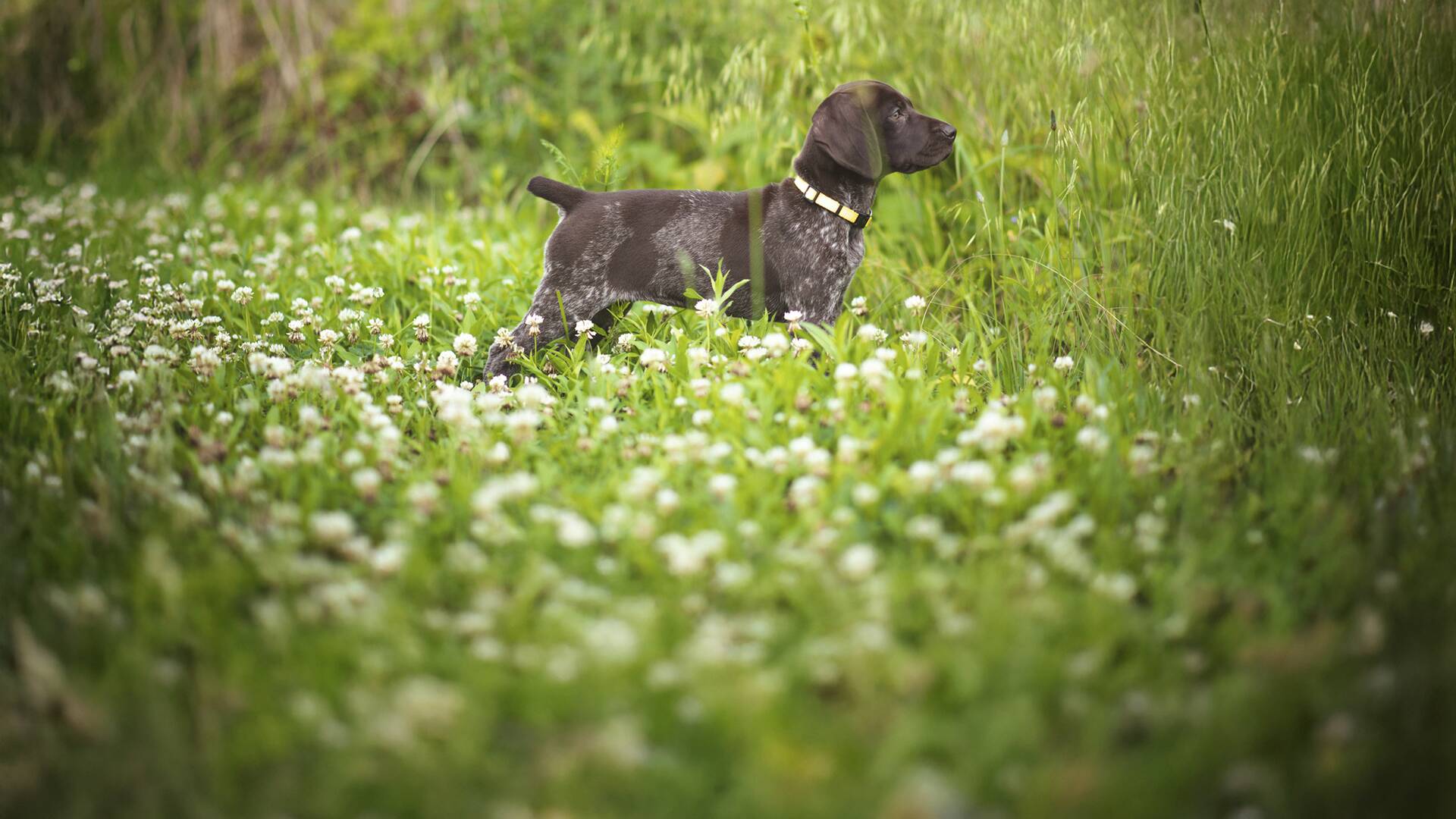 Guias y muestras de primavera