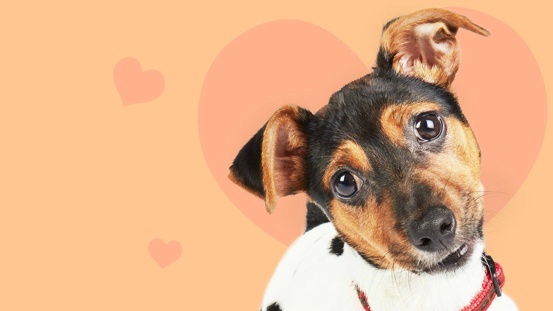 The Dog House (T7): Ep.3