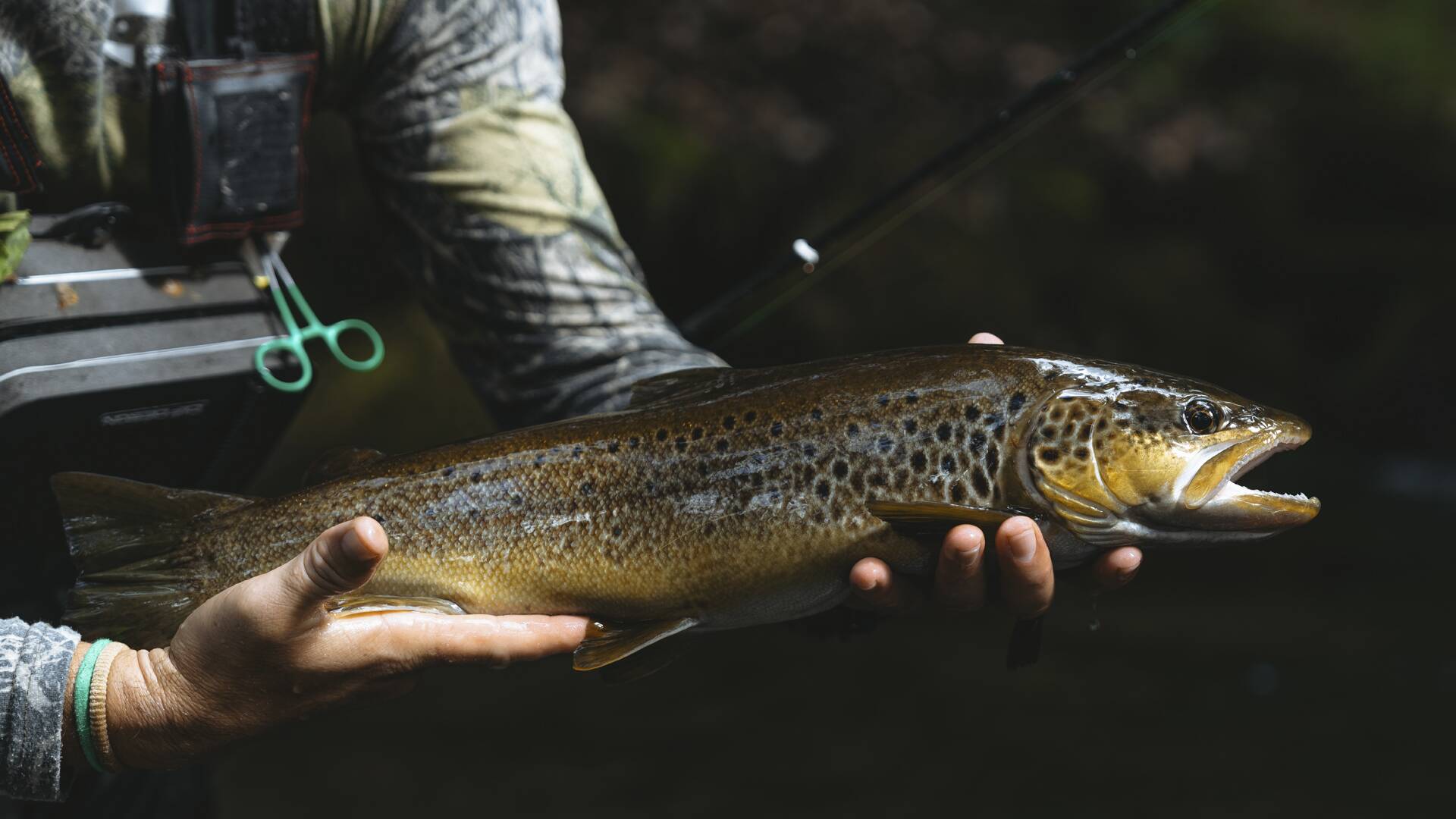 Lugo destino truchero