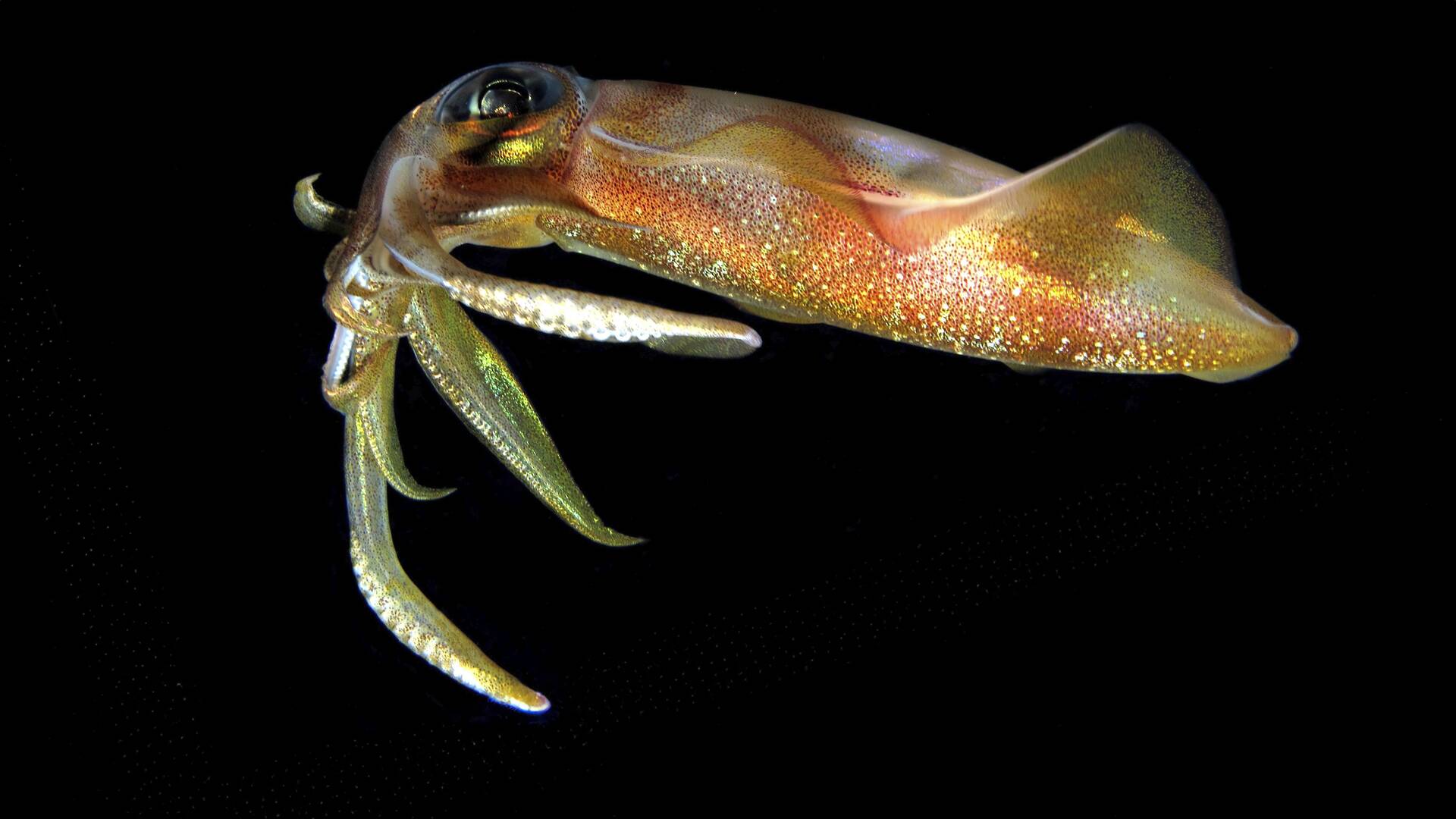 Calamares, tradición en Euskadi