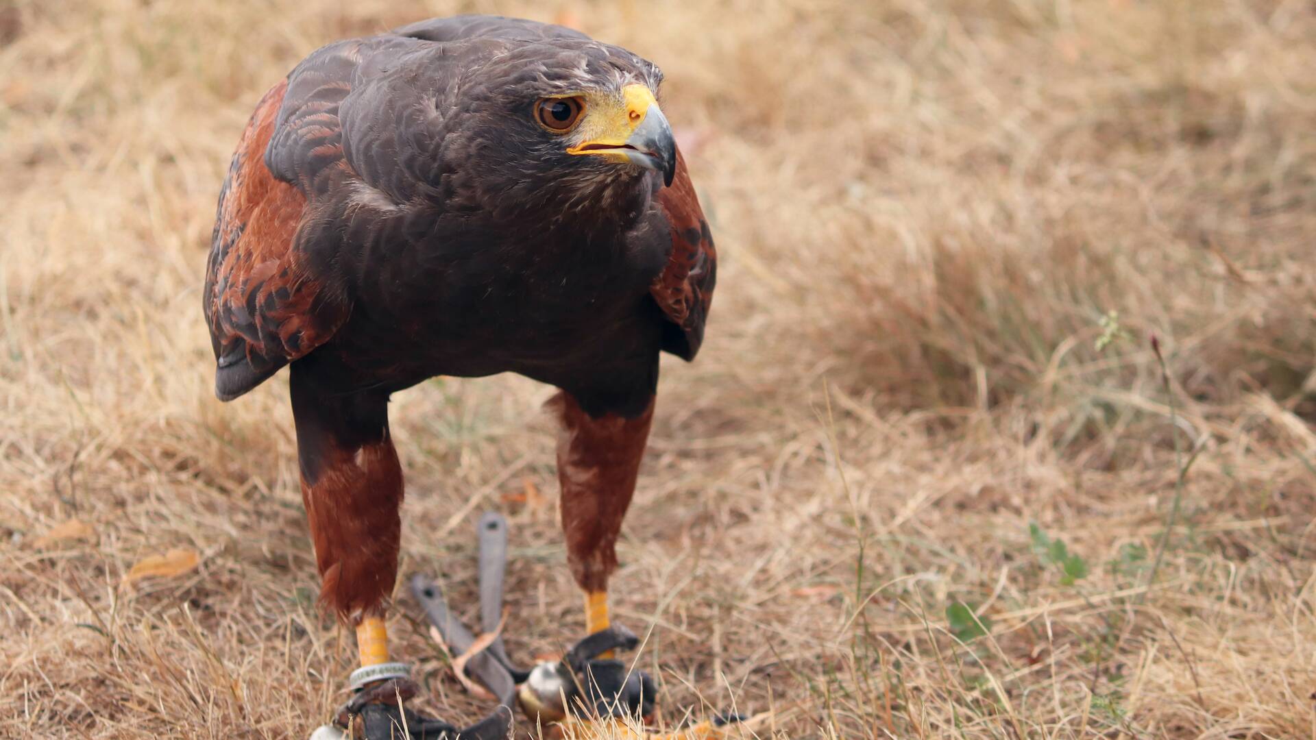 Control del conejo en Los Torozos
