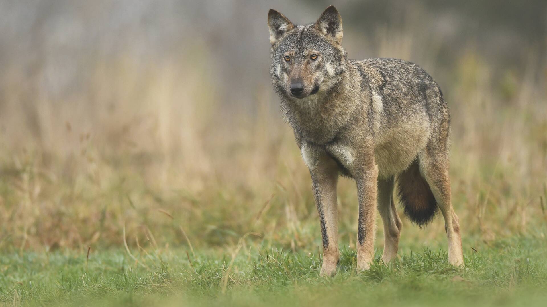 Gestión del lobo en Guadalajara