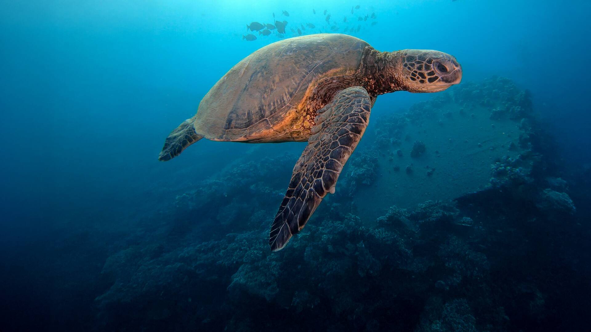 China Salvaje: Cantón: Ciudades