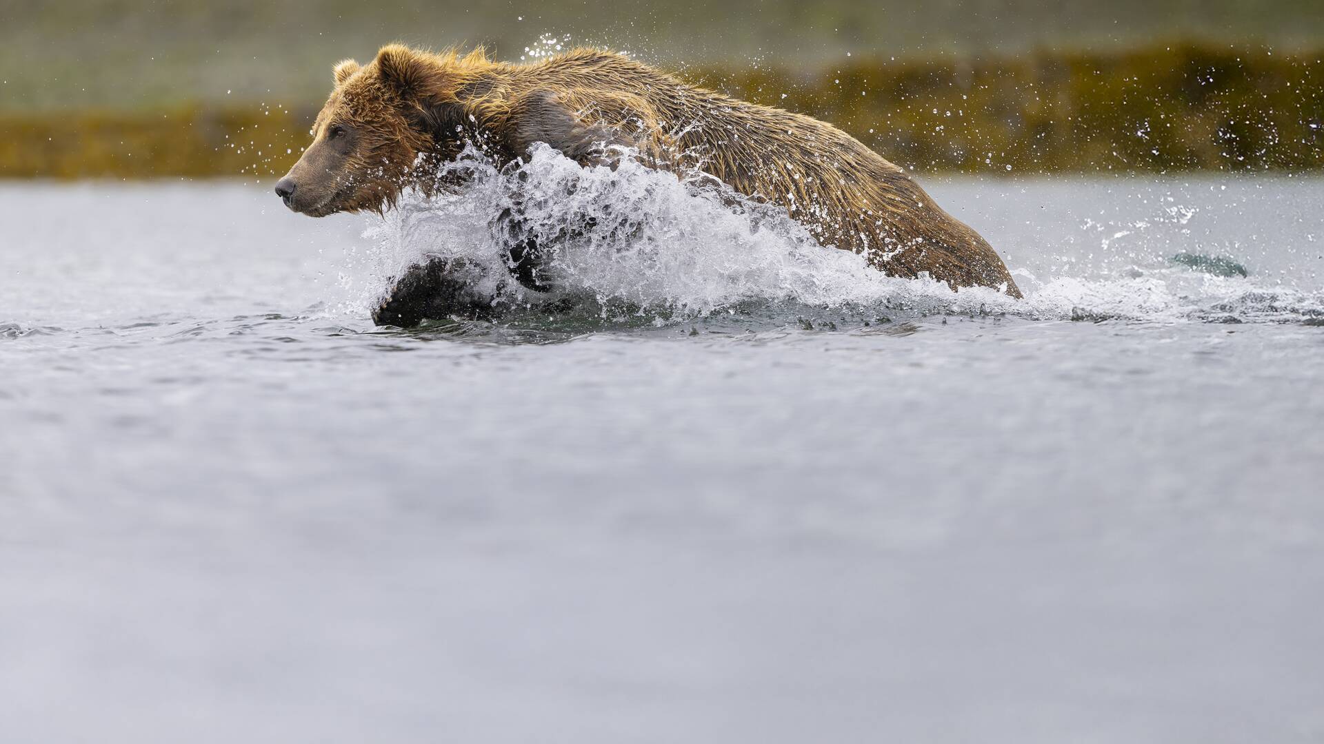 Montañas rocosas, territorio grizzly 2