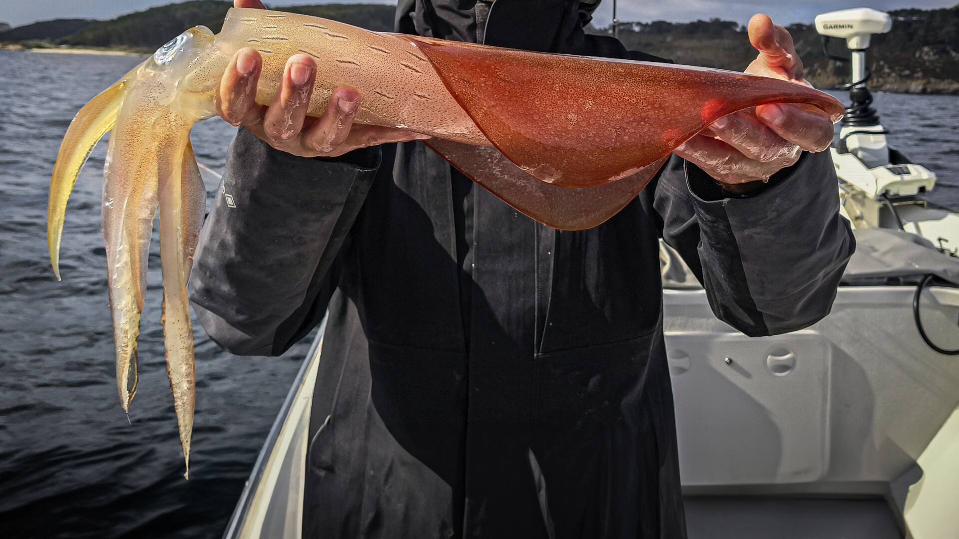 Calamares cantábricos