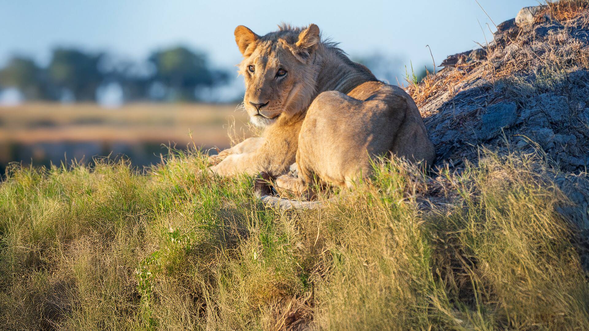 Felinos noche y día: Se avecinan cambios