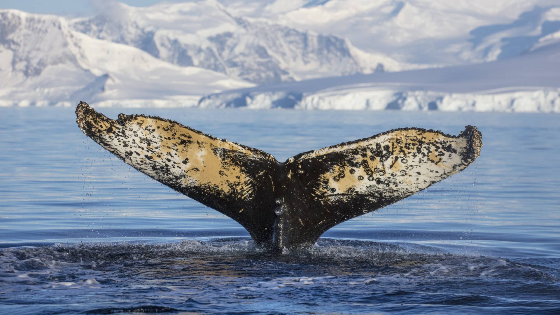 Bajo las olas: Las desgracias de los mutantes