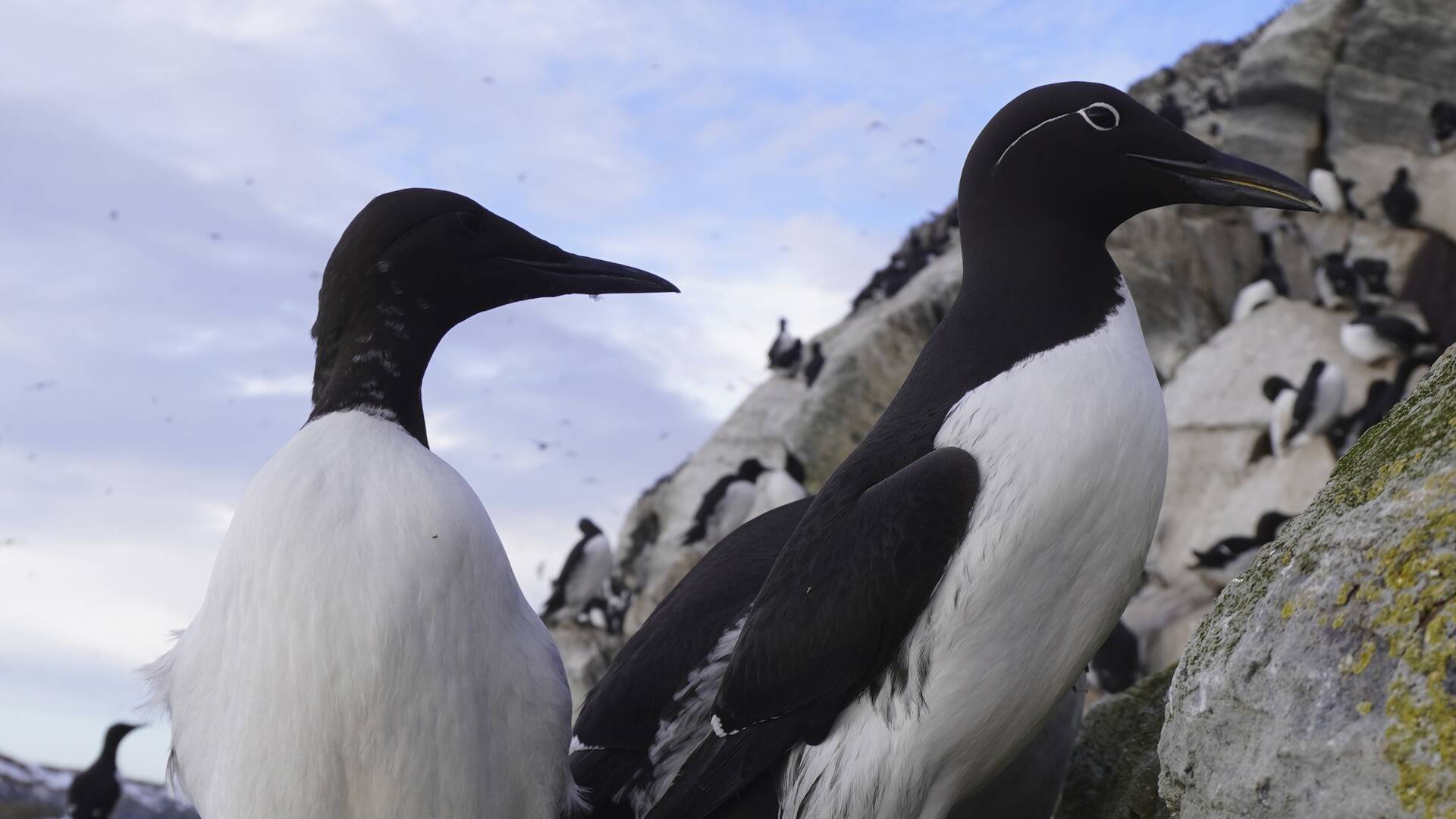 Noruega, aves de la península de Varenger