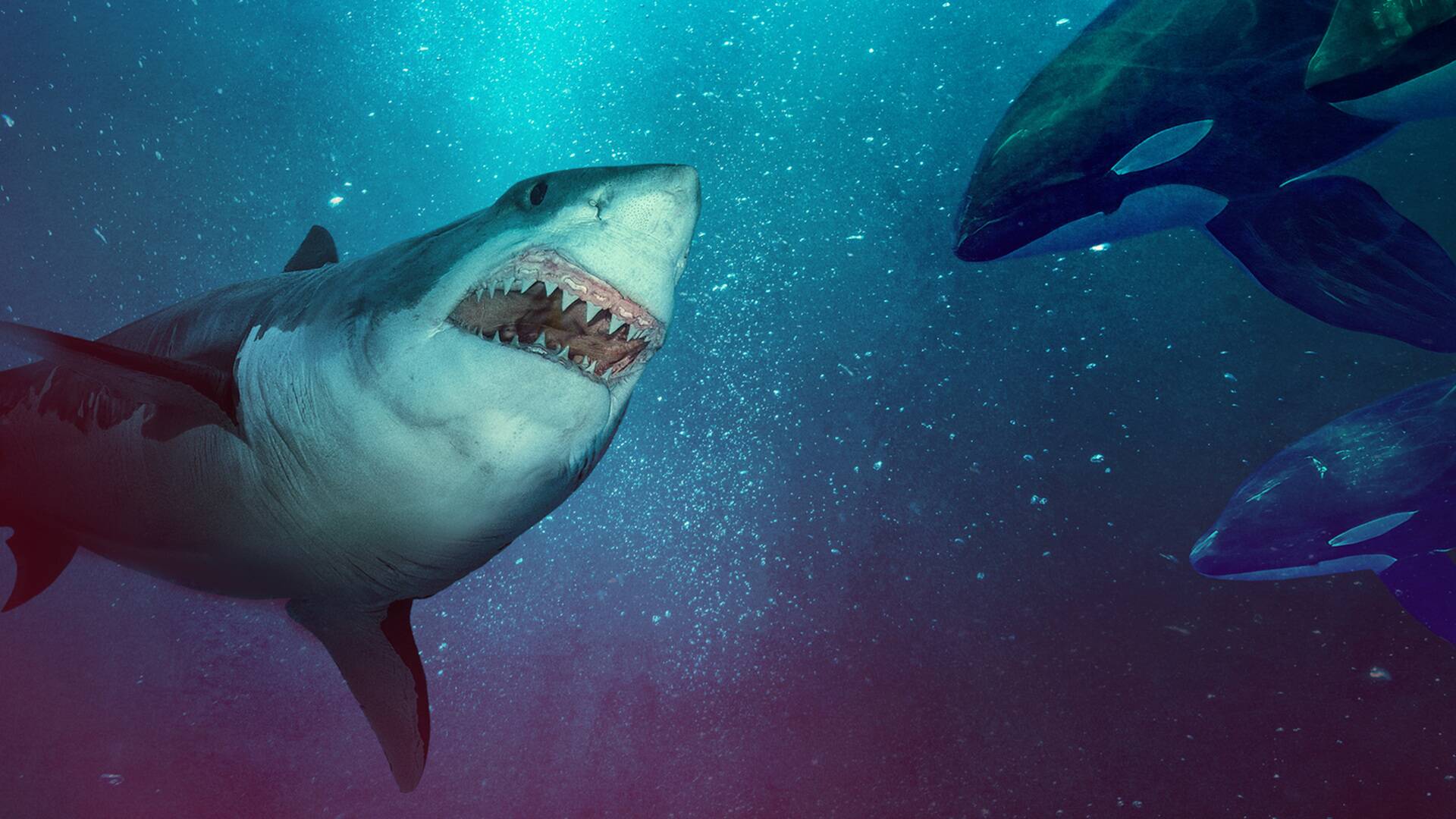 Tiburón blanco: el reino del terror