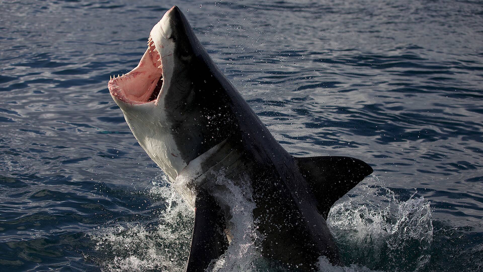 Tiburón: a la caza de Colossus