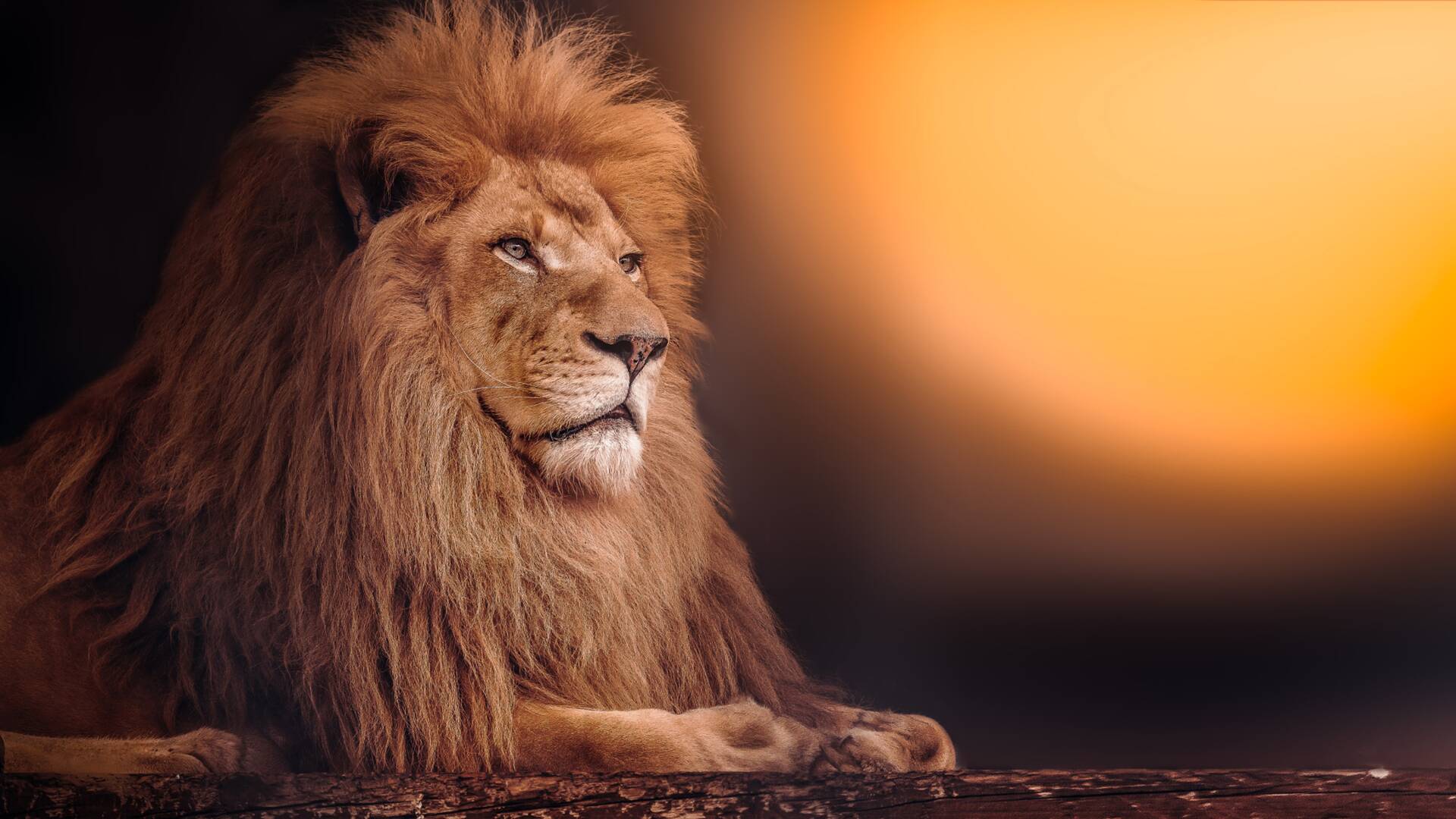 León