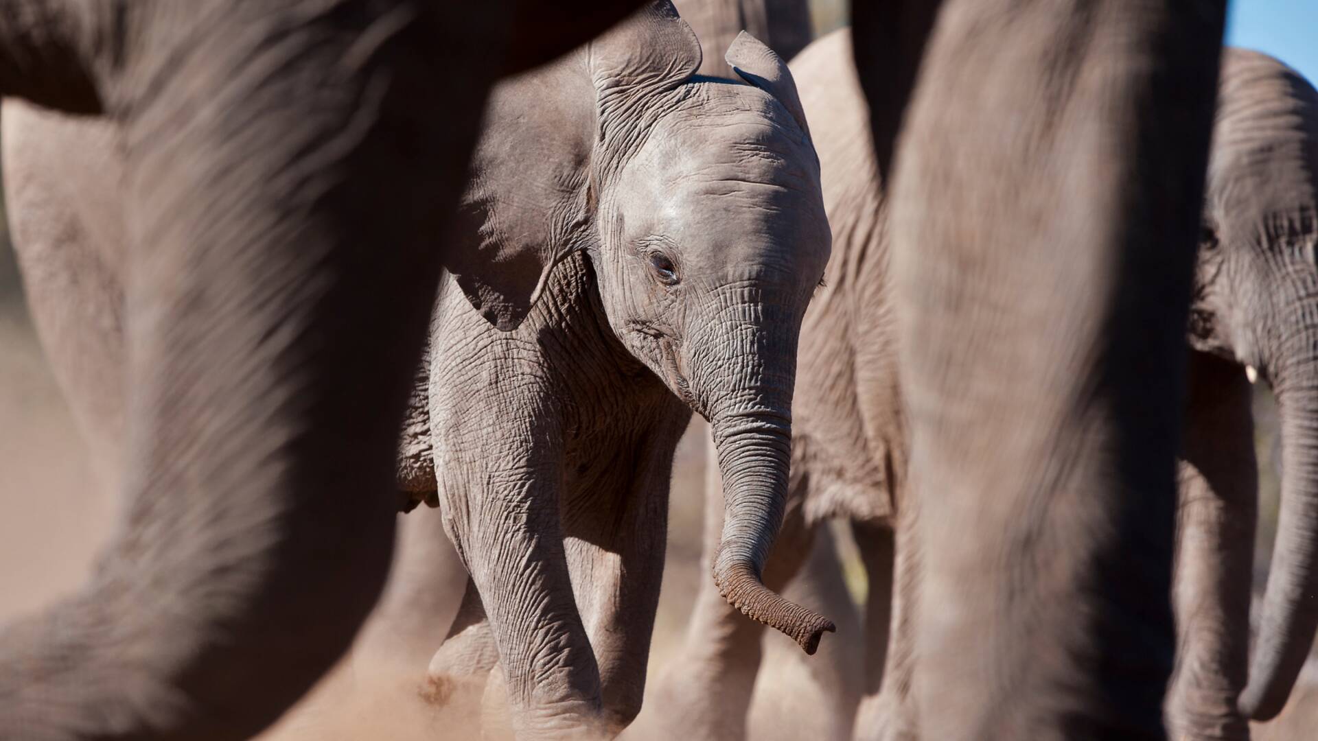 Pequeños gigantes del mundo animal
