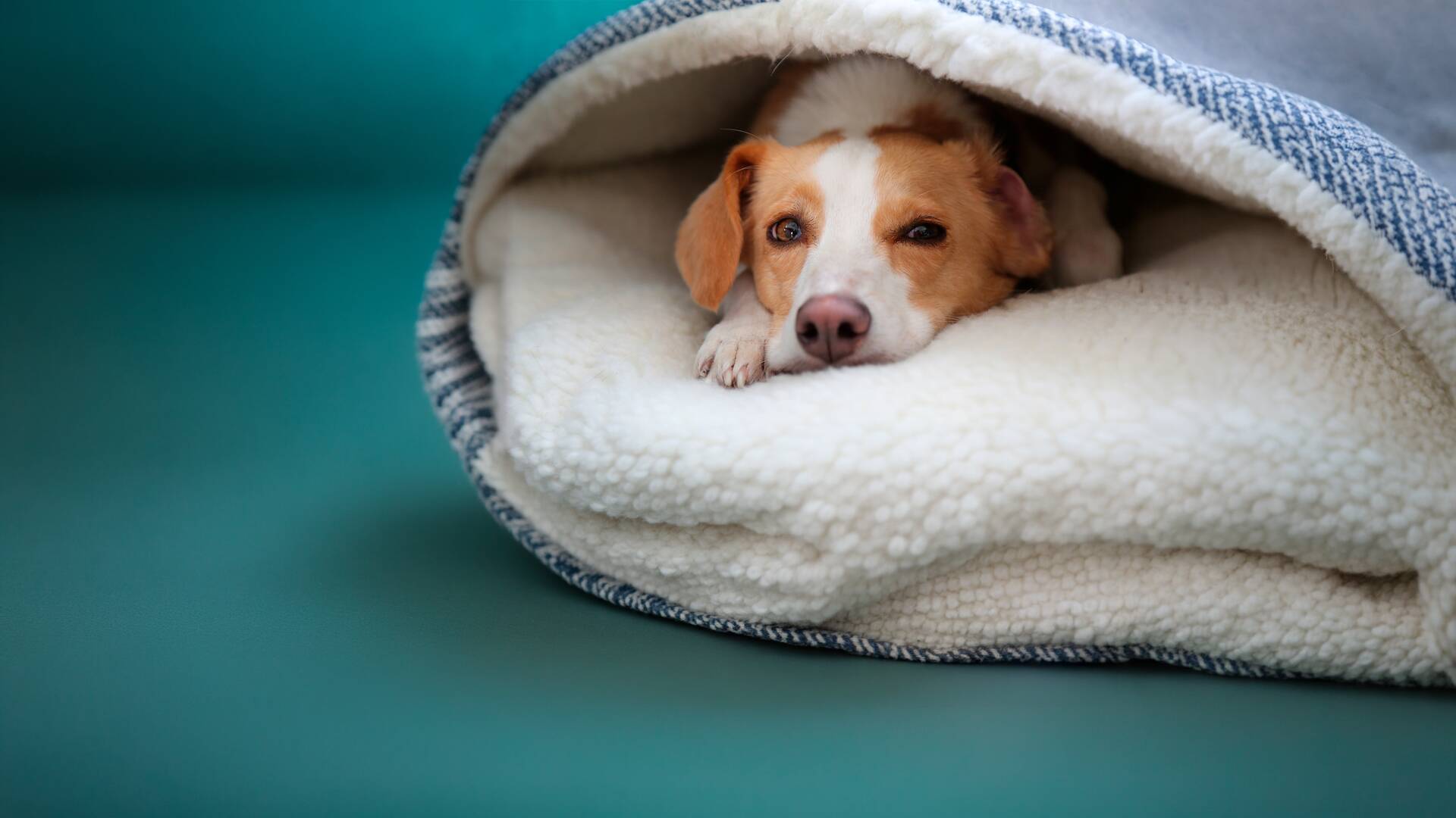 ¿Qué dicen los perros?
