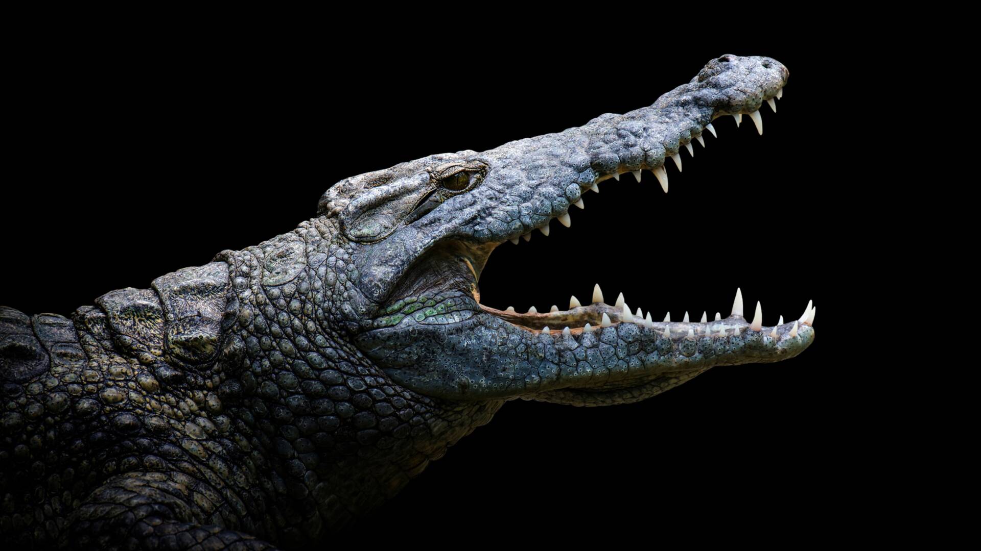 Croctubre