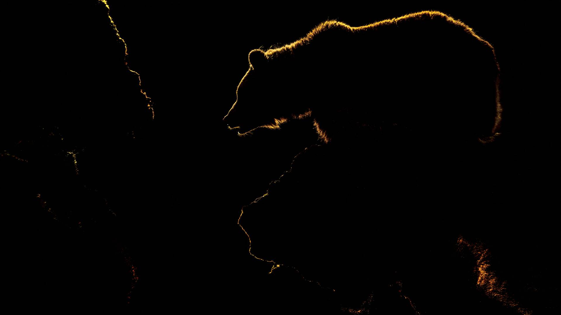 A fondo: Coexistiendo con el oso pardo
