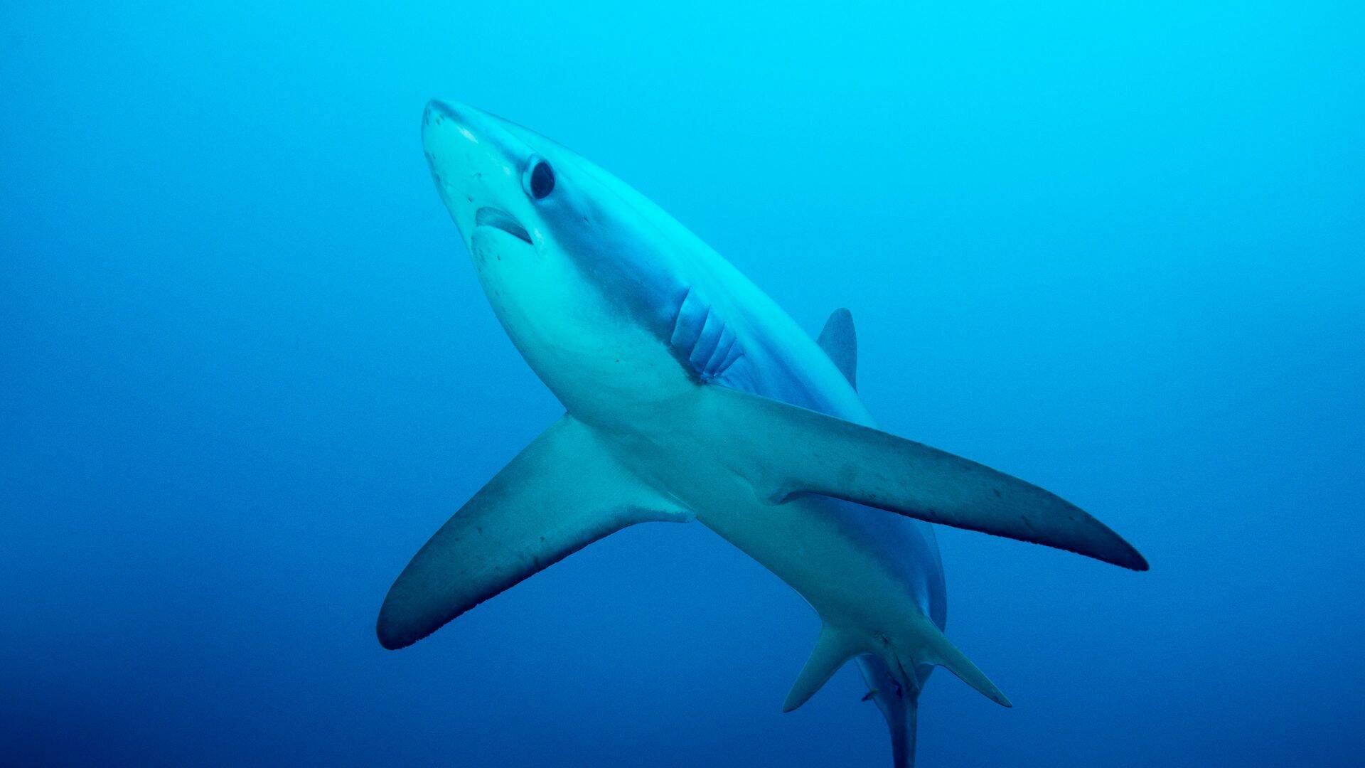Tiburones Ninja