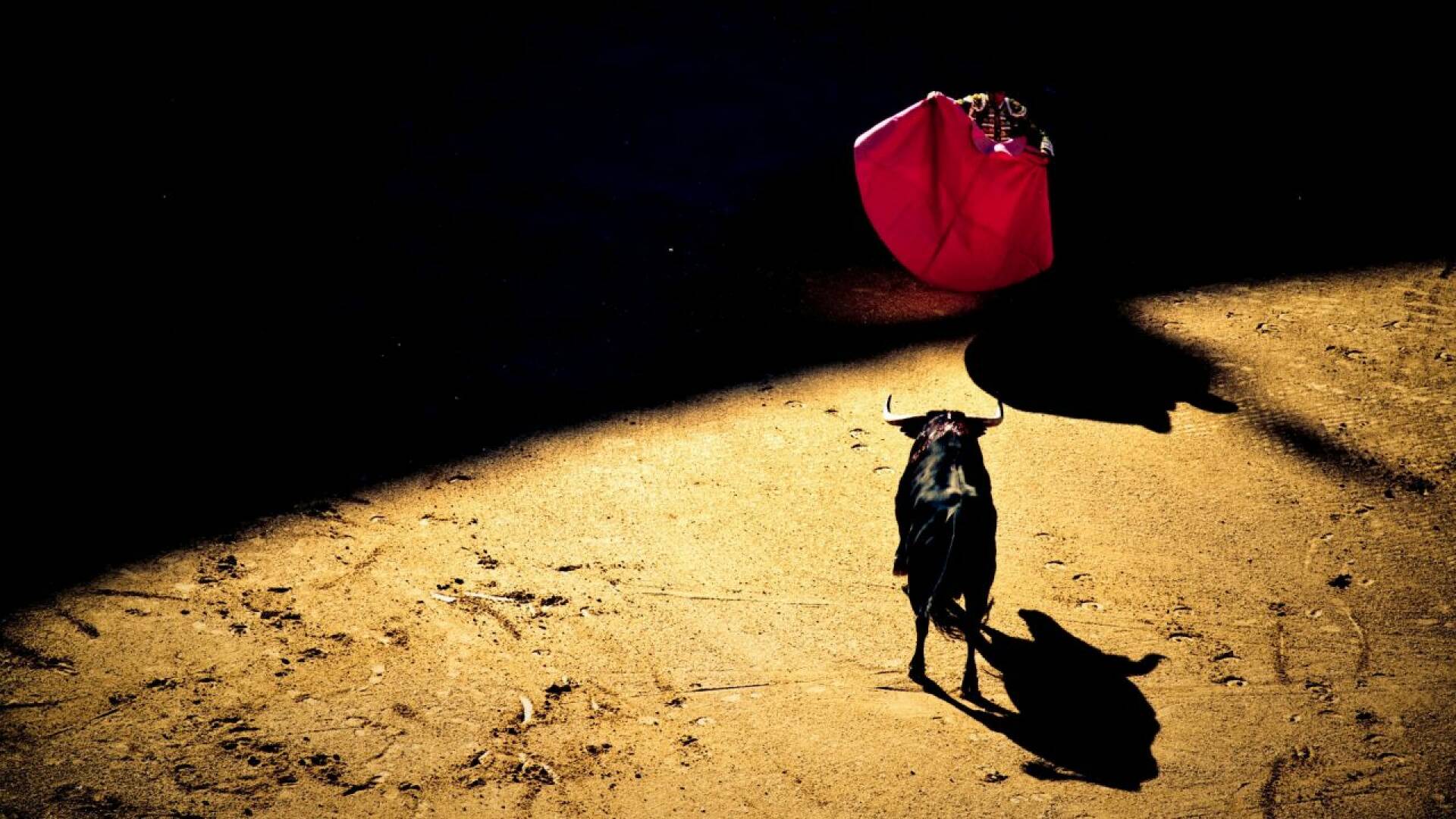 Toros (T2025): Desde Niebla