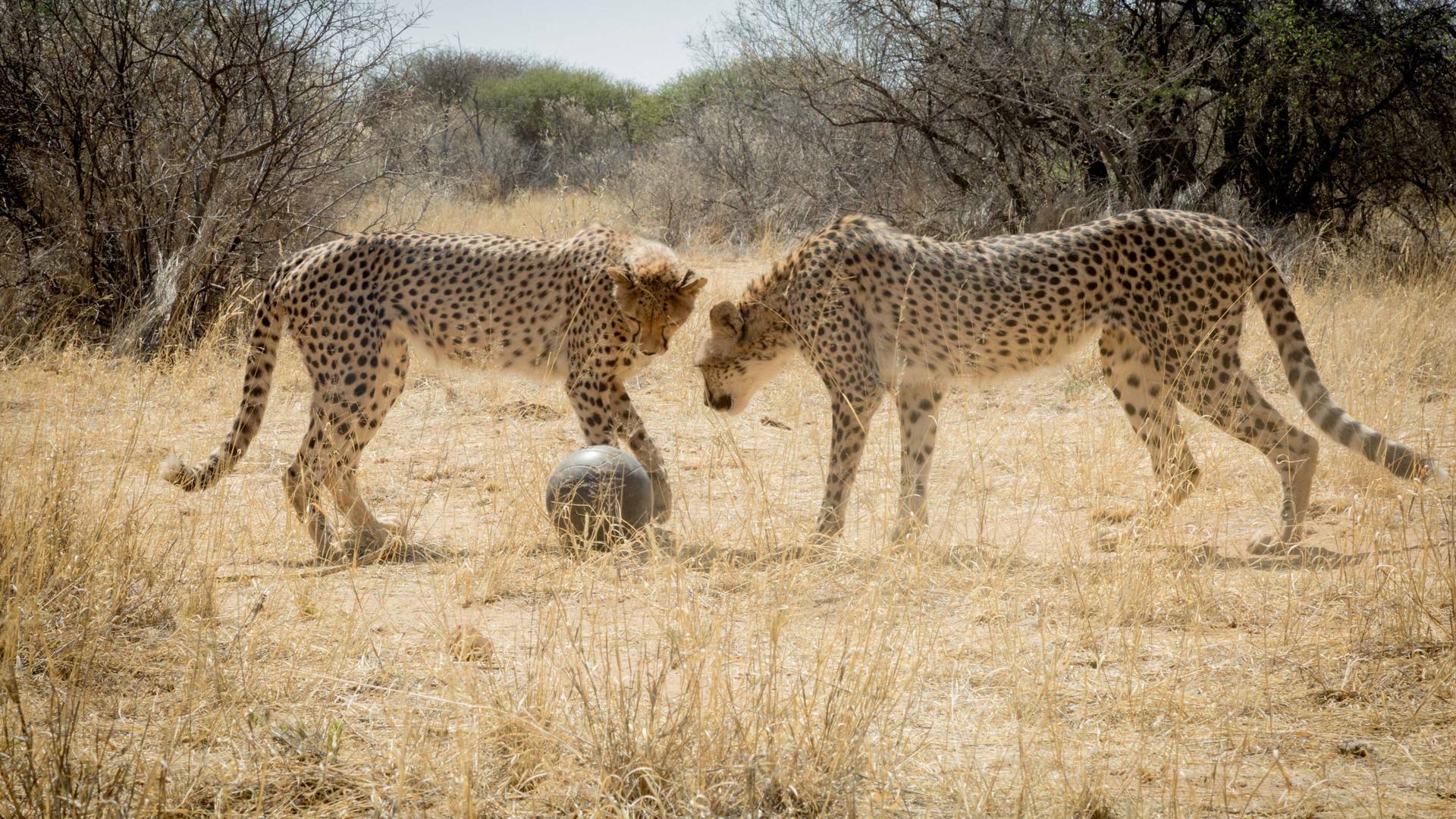 Animales juguetones