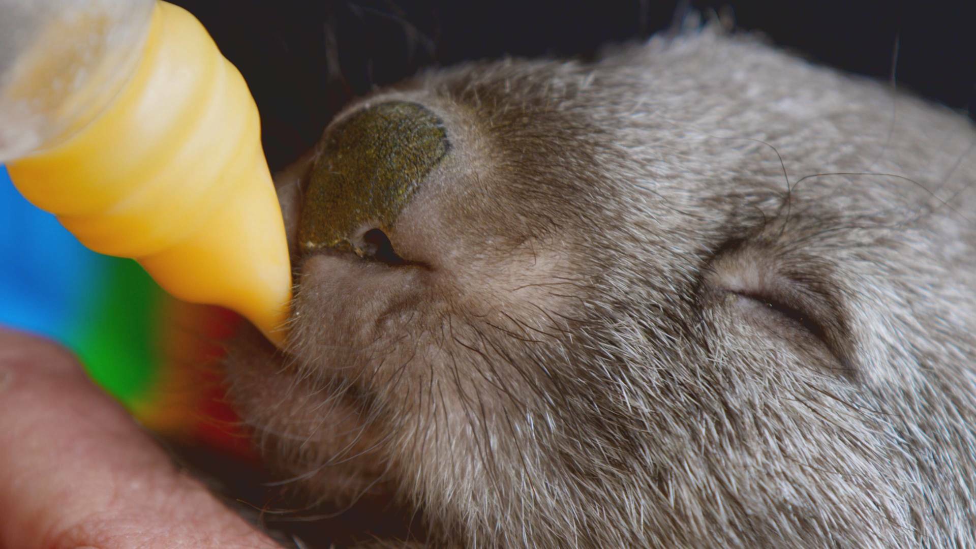 Animales bebé: Especies en peligro