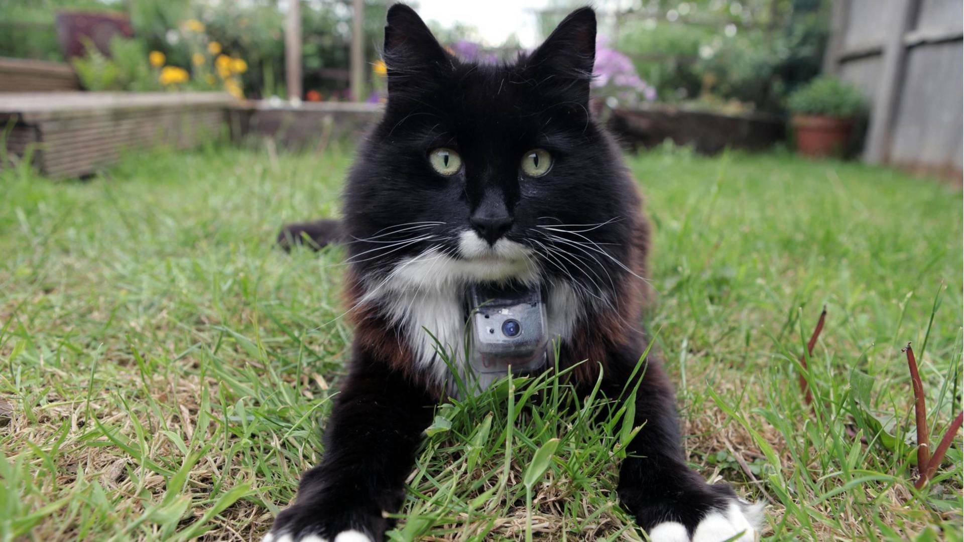 La vida secreta de los gatos