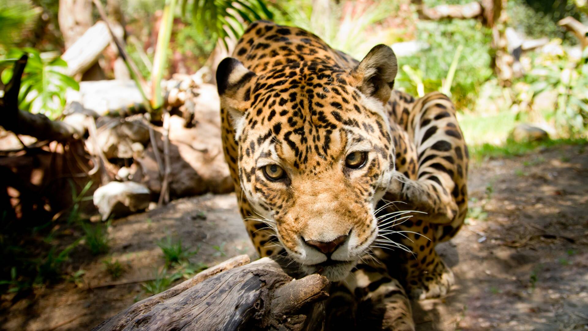 The  y el dinosaurio...: Grandes felinos