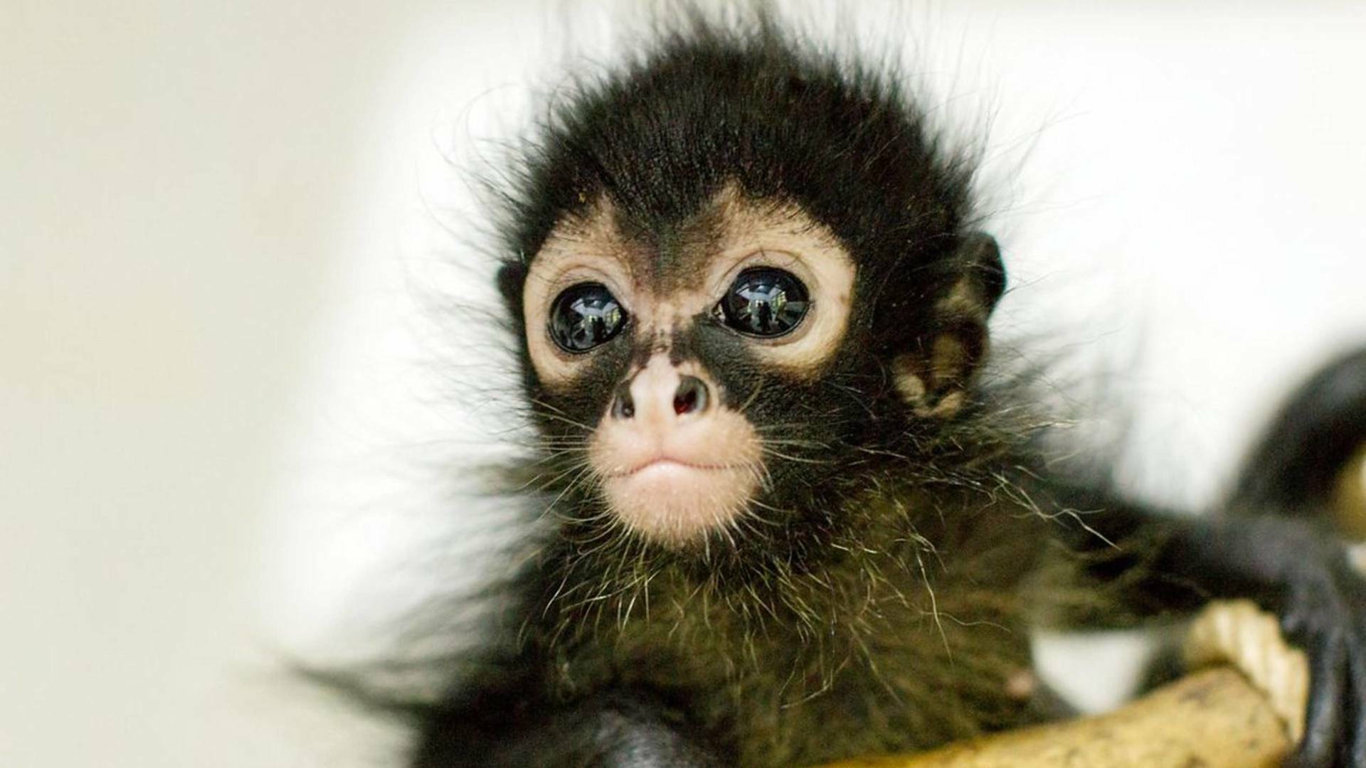 Mundo natural: Operación hipopótamo pigmeo