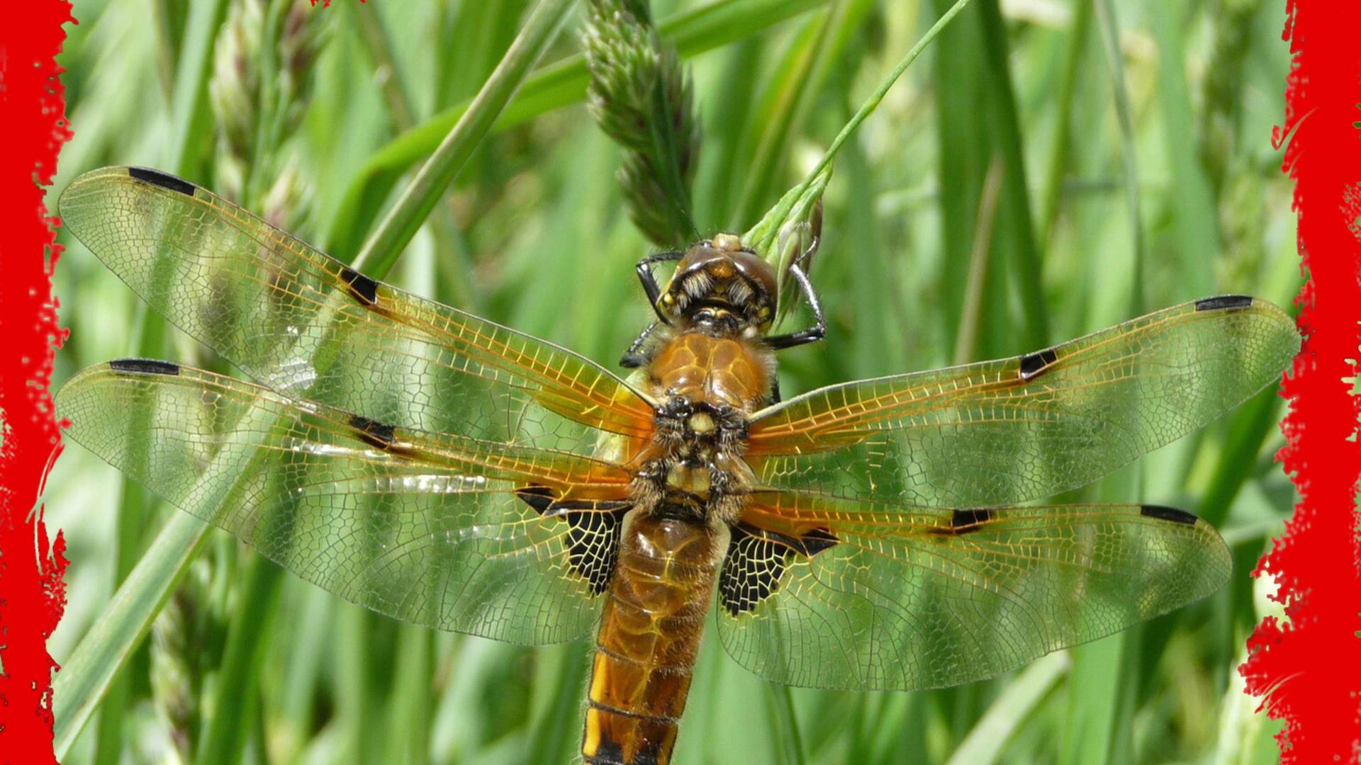 Fauna letal 