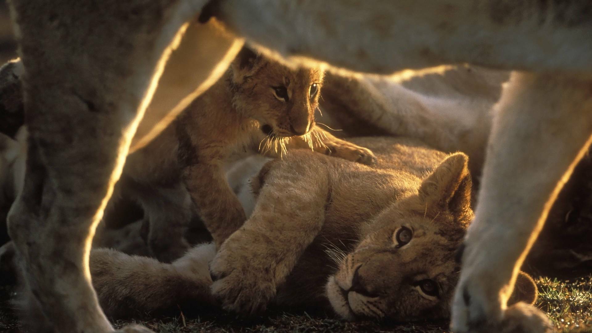 Diario de los grandes felinos 