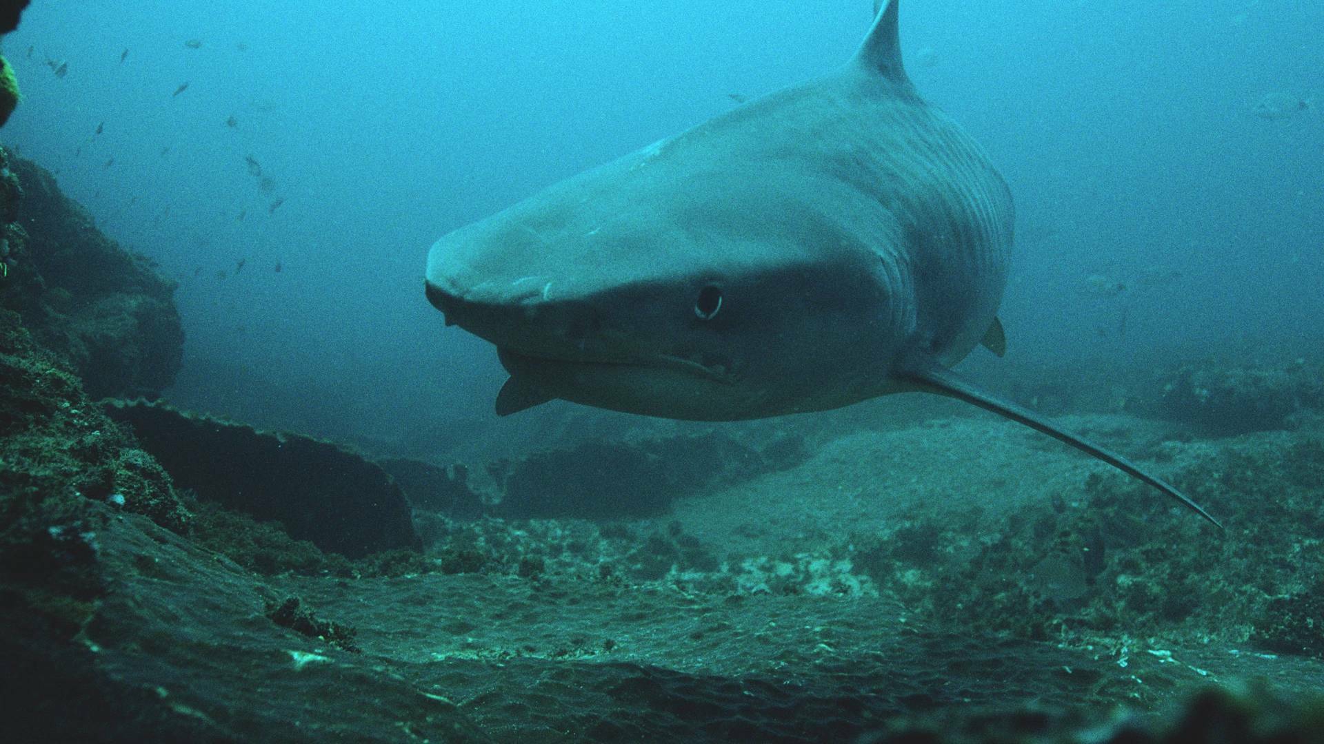 Batallas salvajes: batallas de tiburones