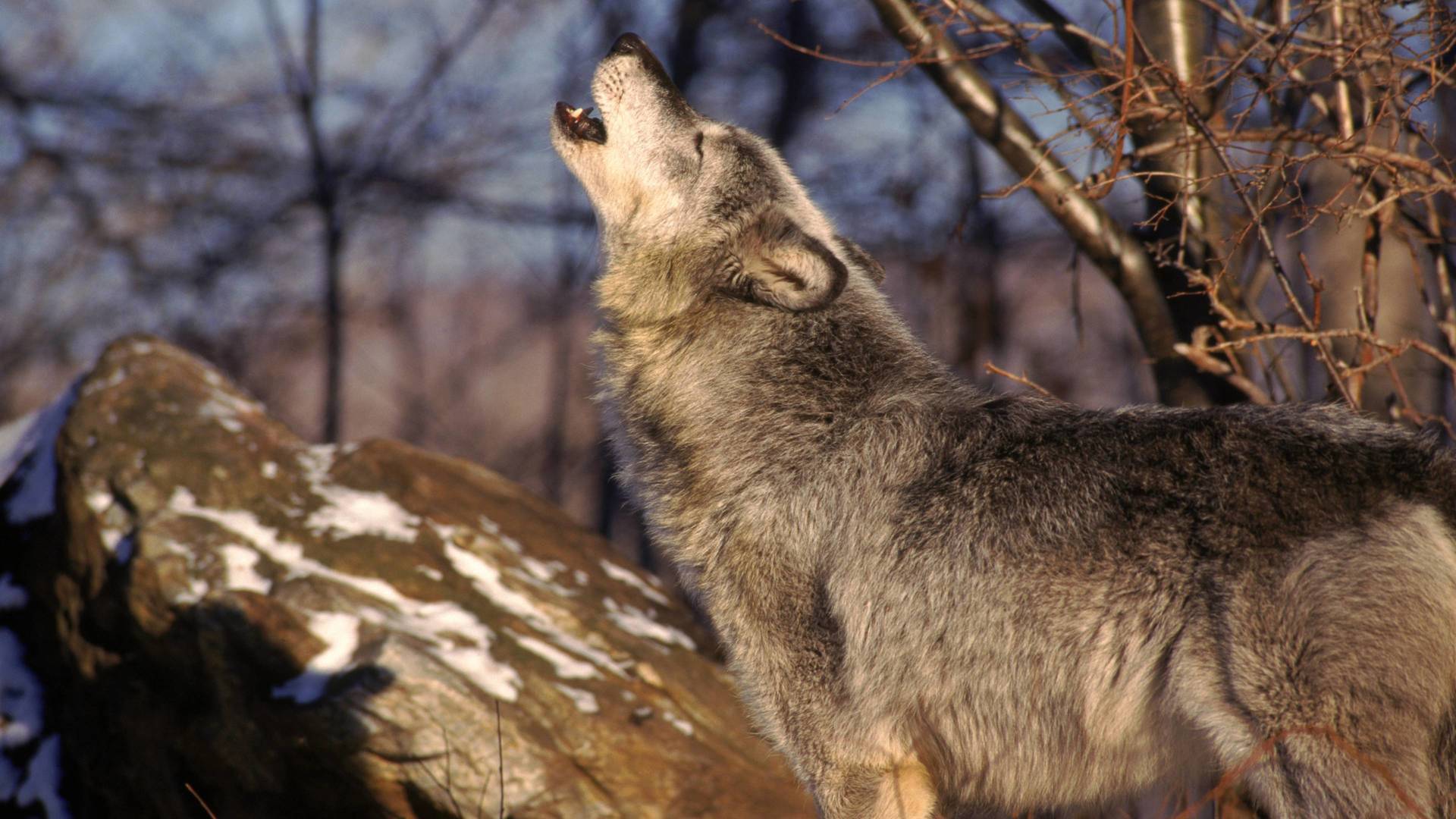 Batallas salvajes: batallas de lobos