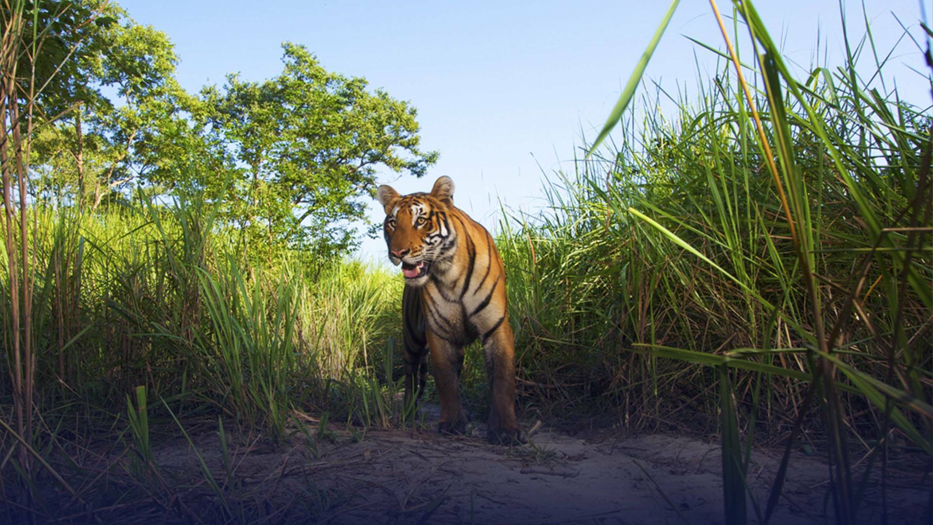 Expedición tigre (T1): Ep.1