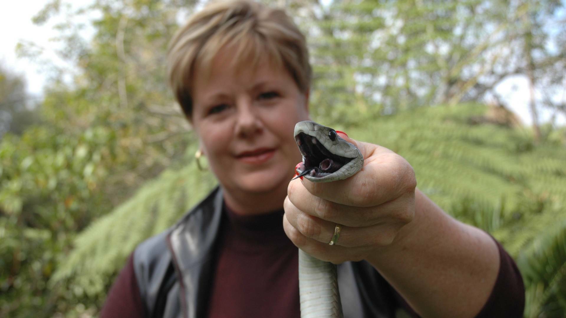 Mambas negras: un problema mortal