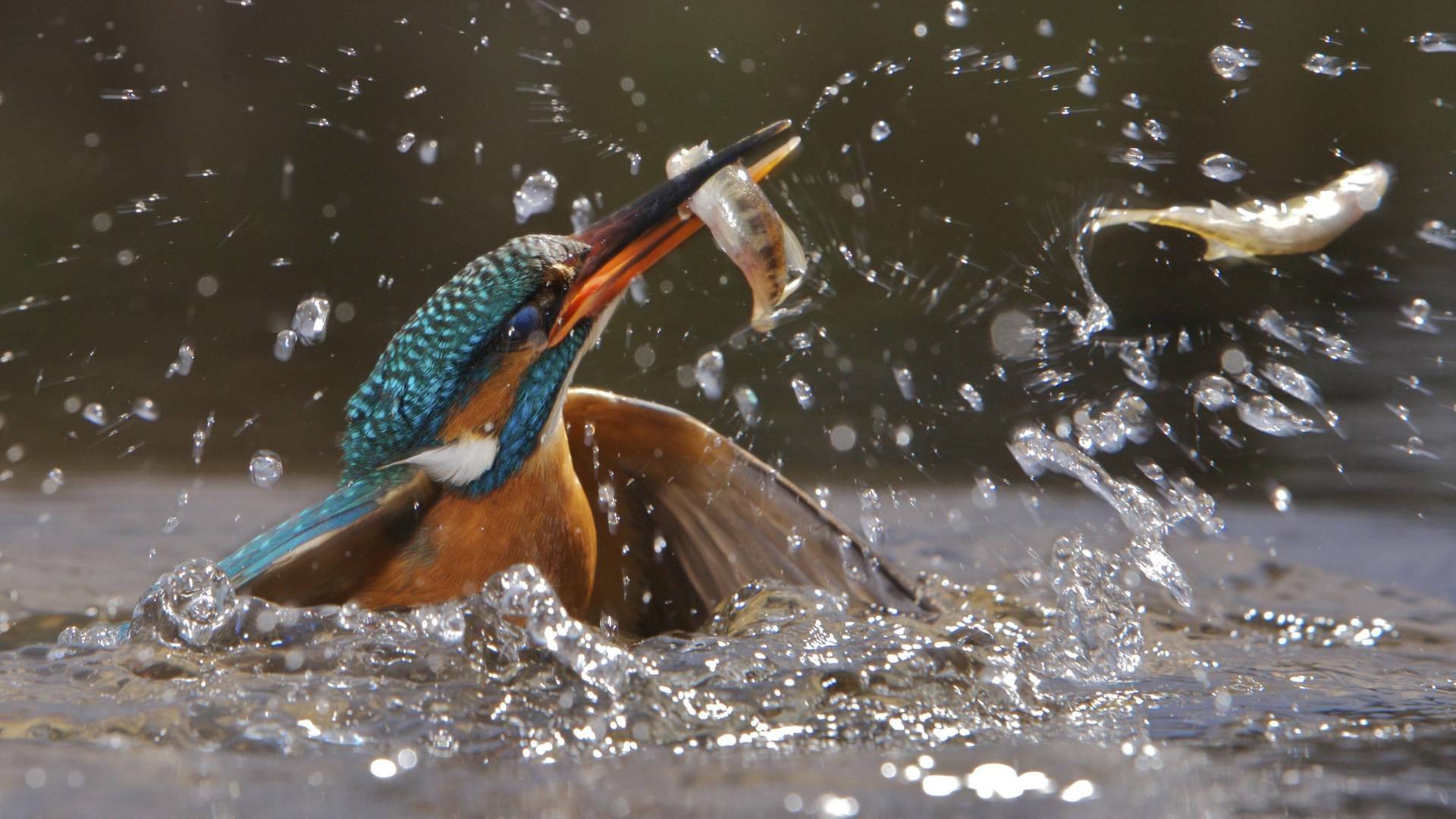 Wye: voces desde el valle