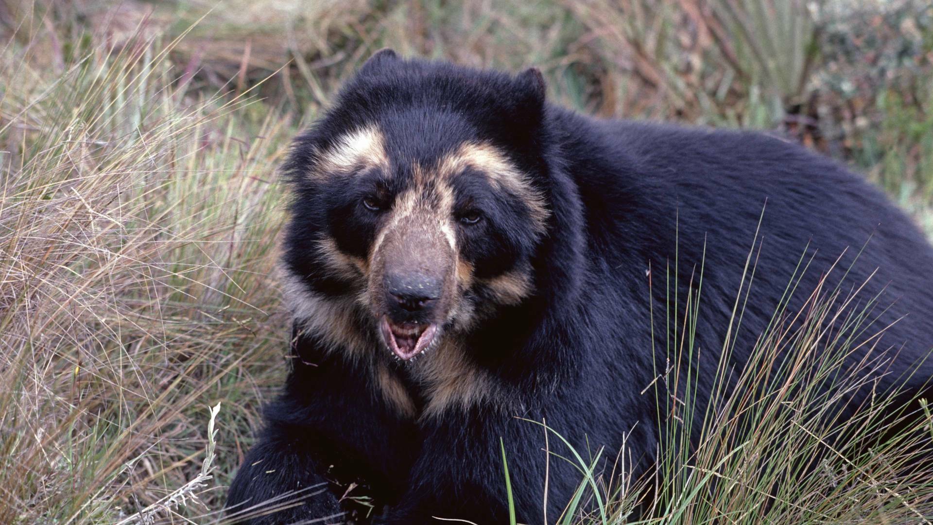 Osos andinos: Sombras del bosque