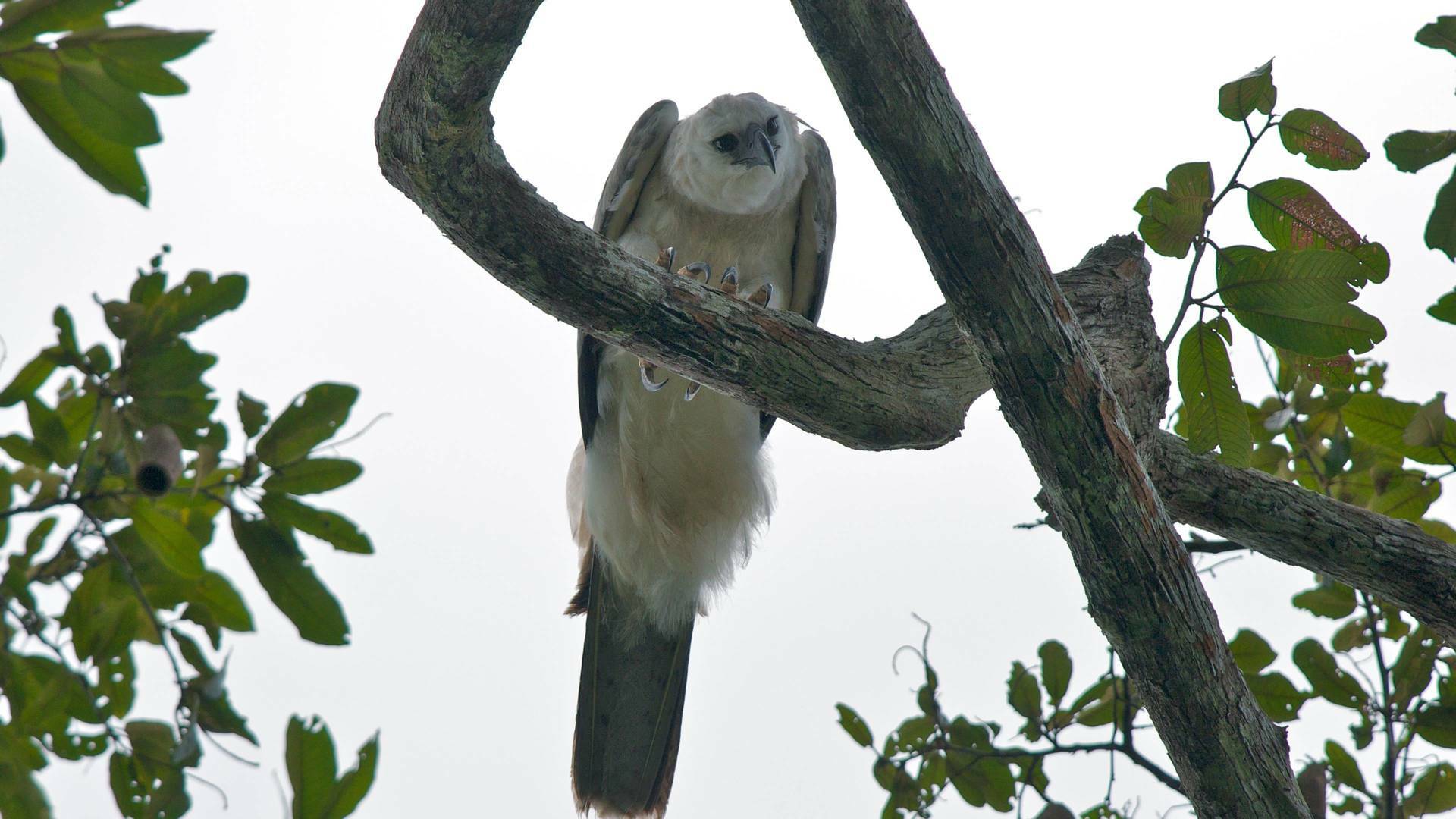 El mono comiendo águila venezolana