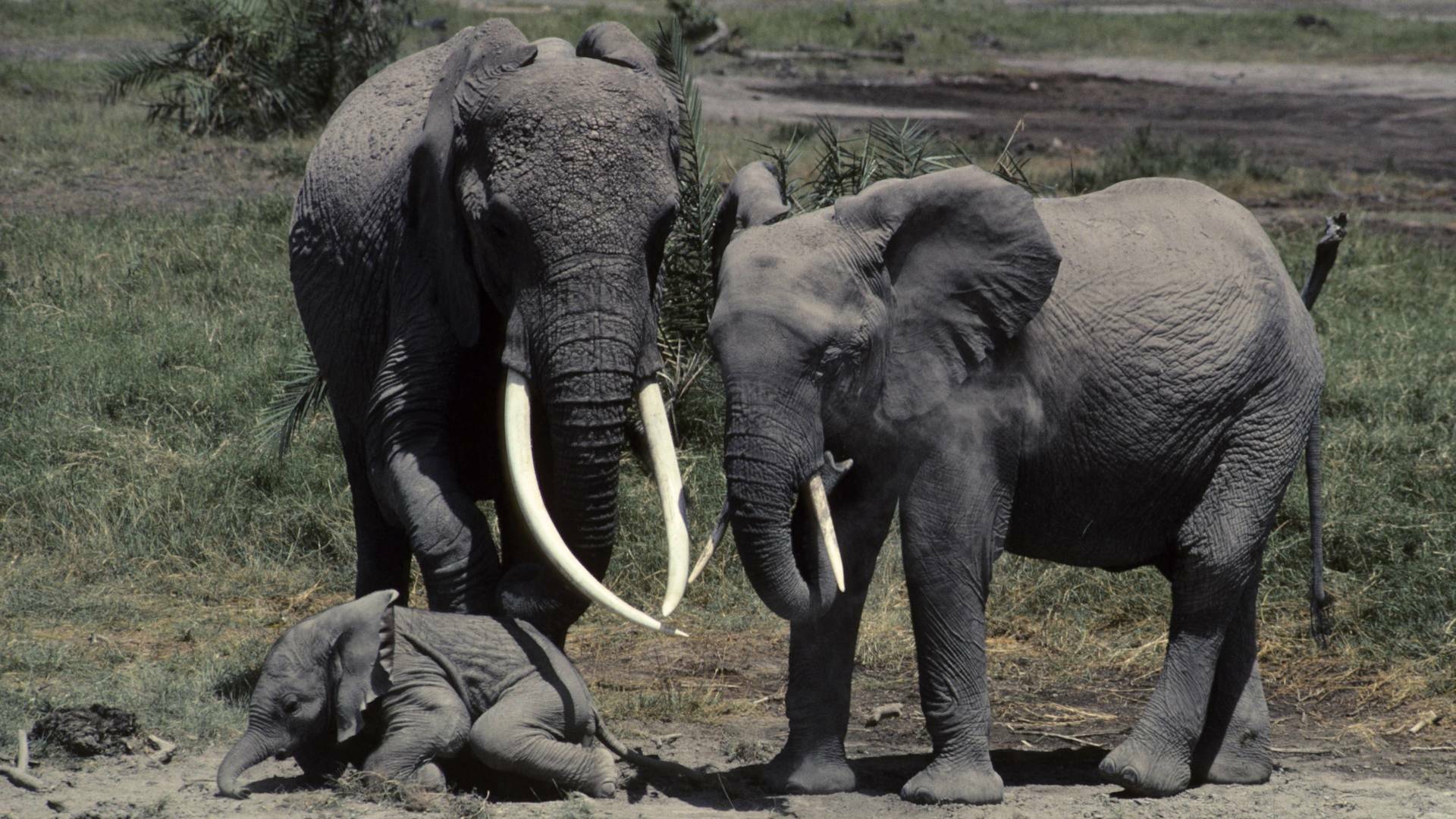 Eco: el elefante inolvidable: Mundo natural