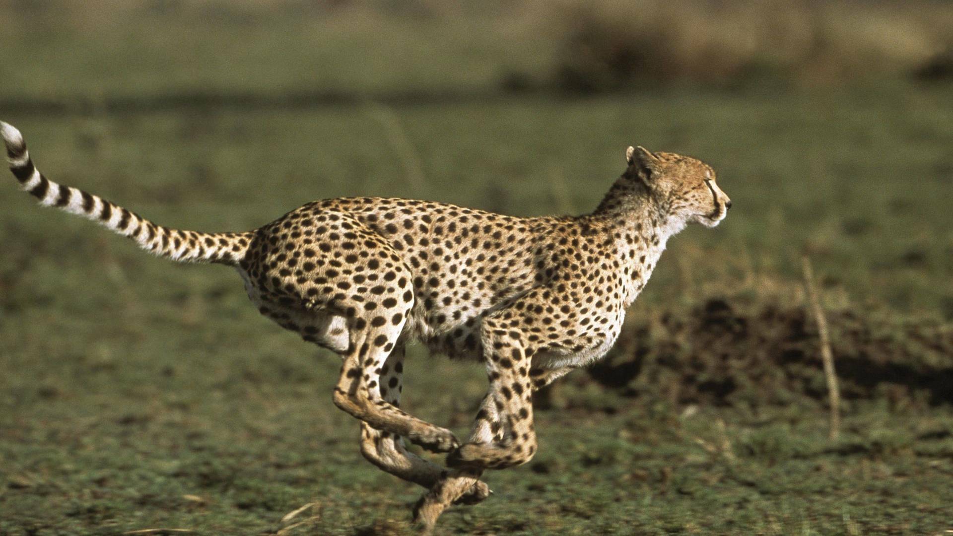 Diario de los grandes felinos: Ep.5