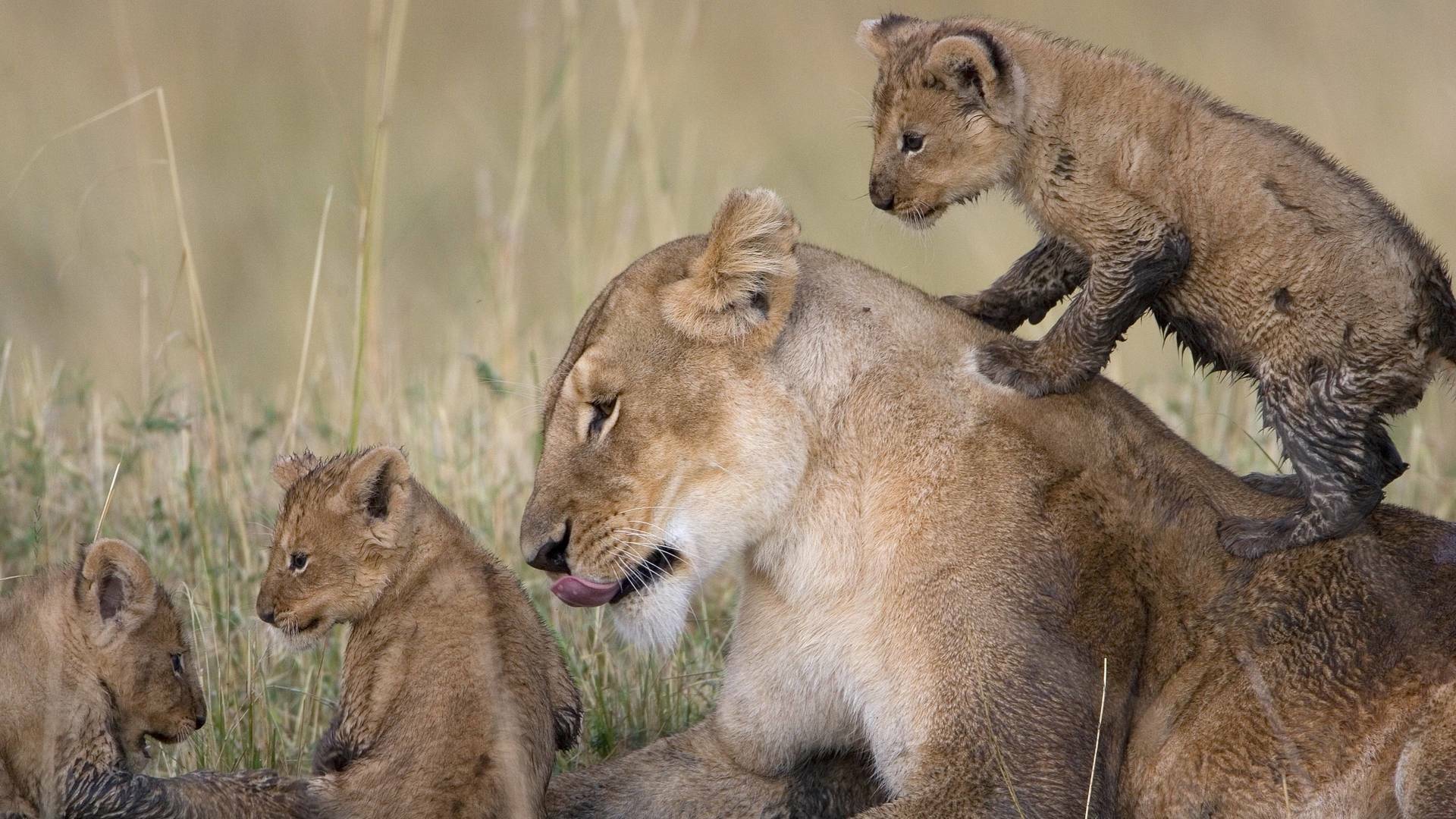 Diario de felinos: la historia de Tamu