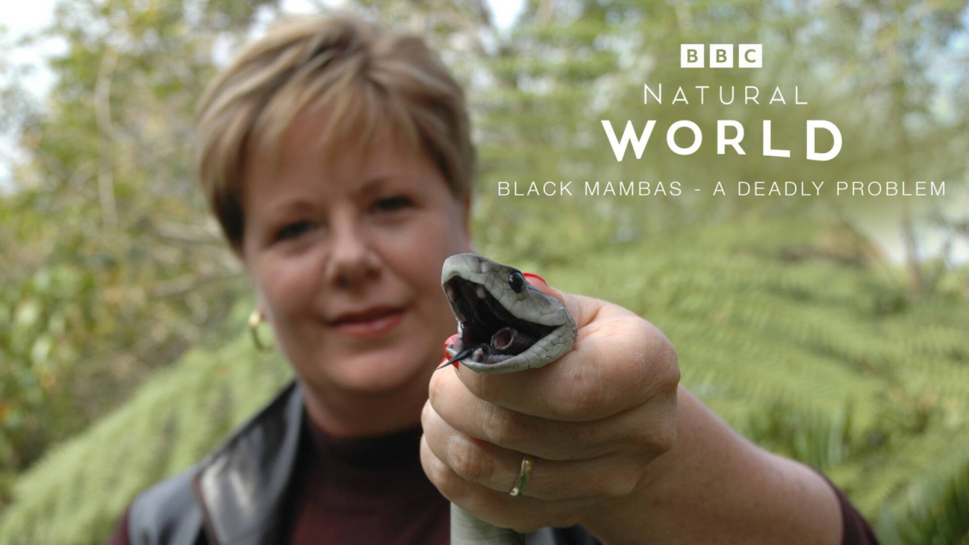 Mambas negras: un problema mortal