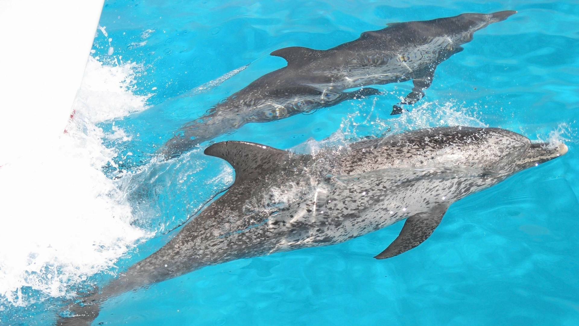 Buceando con delfines
