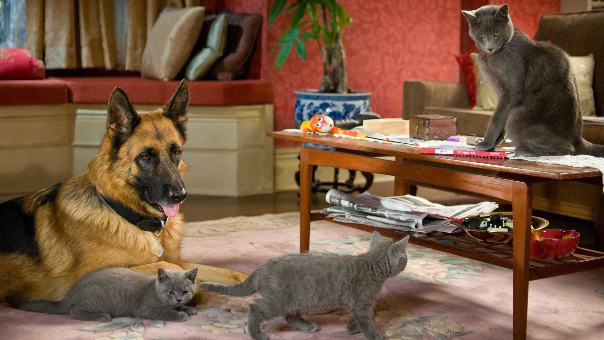 Como perros y gatos: La revancha de Kitty Galore