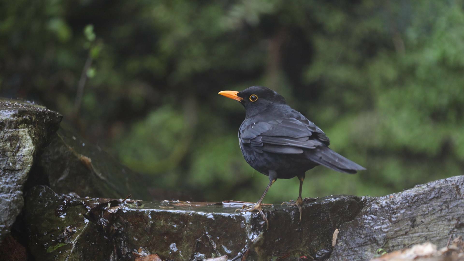 Garajonay, el bosque primigenio de Europa