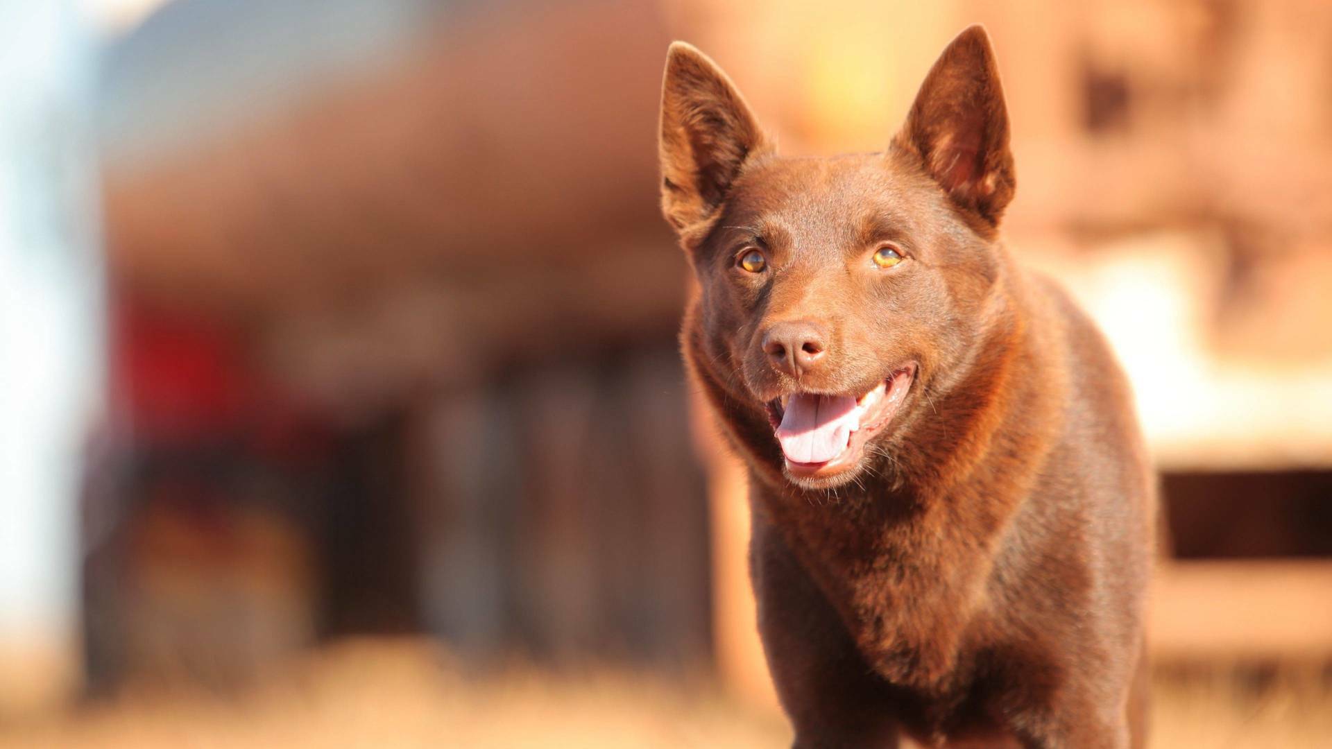 Red Dog