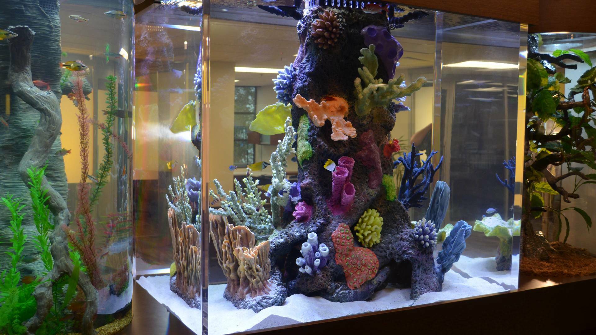 Acuarios XXL: Acuario para Imaginarium