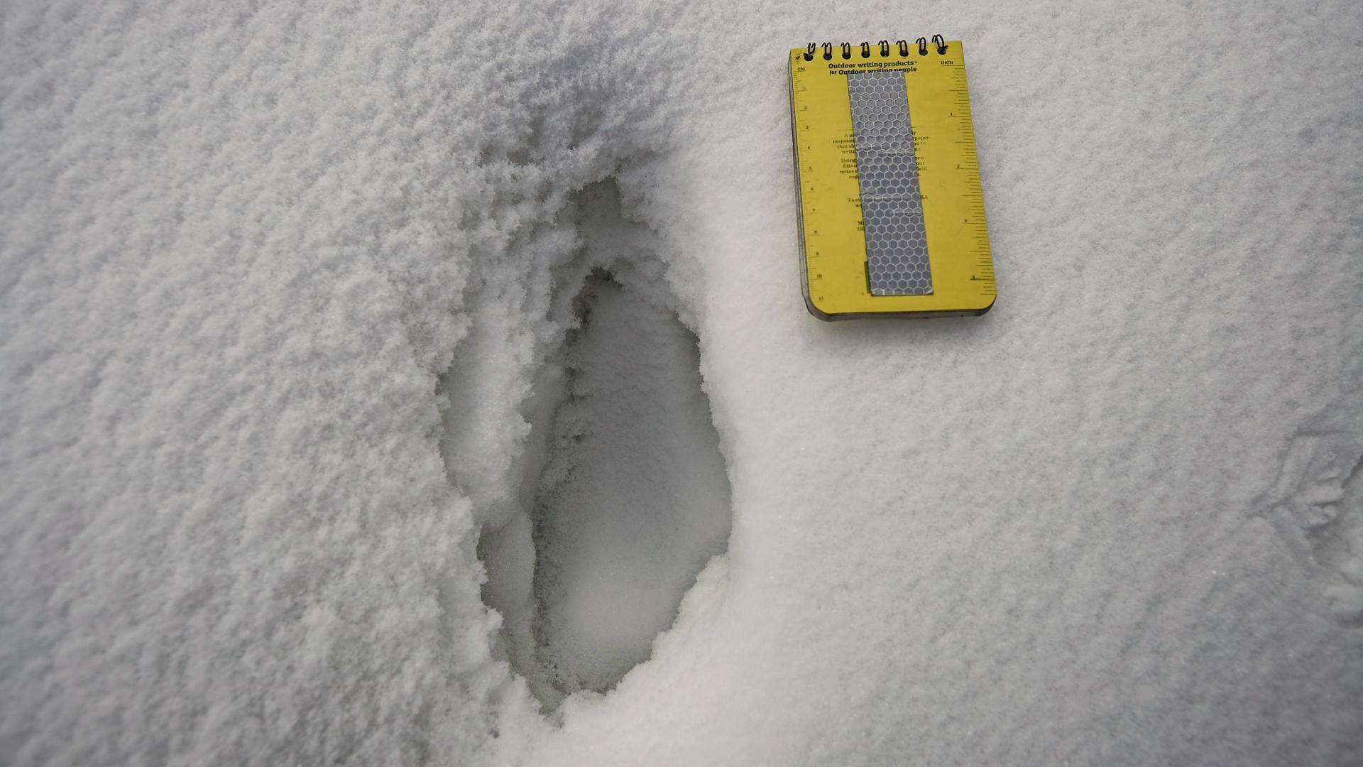 El Yeti, la nueva evidencia